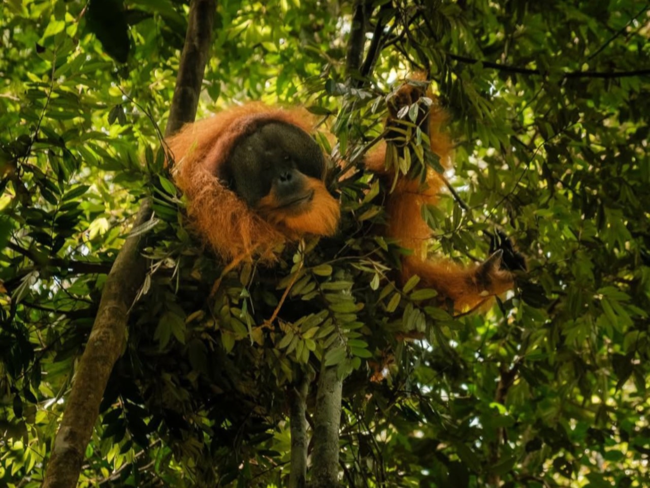 4 kun 3 tun Toba ko‘li va Bukit Lawang Medandan