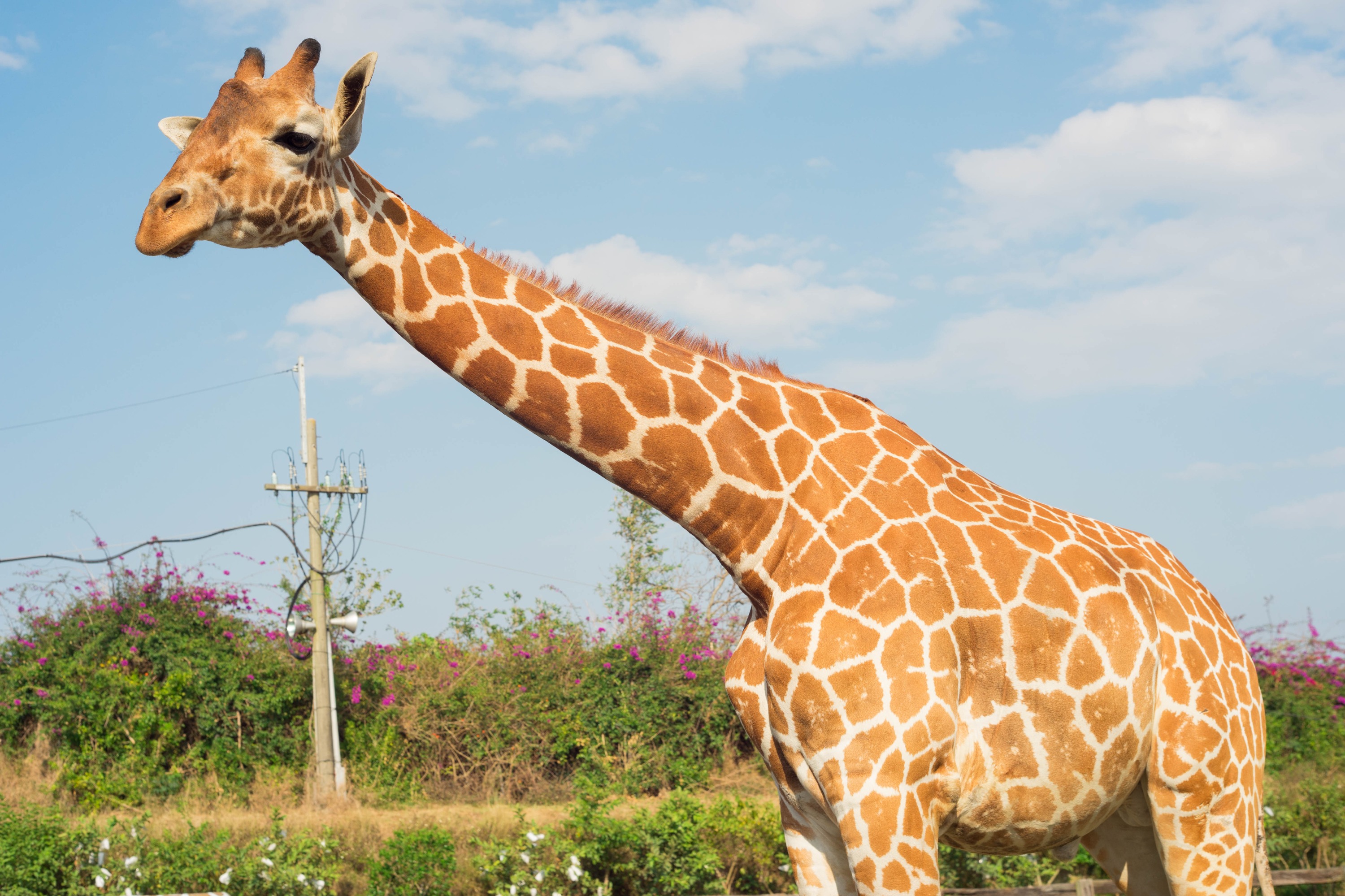 台南頑皮世界野生動物園門票