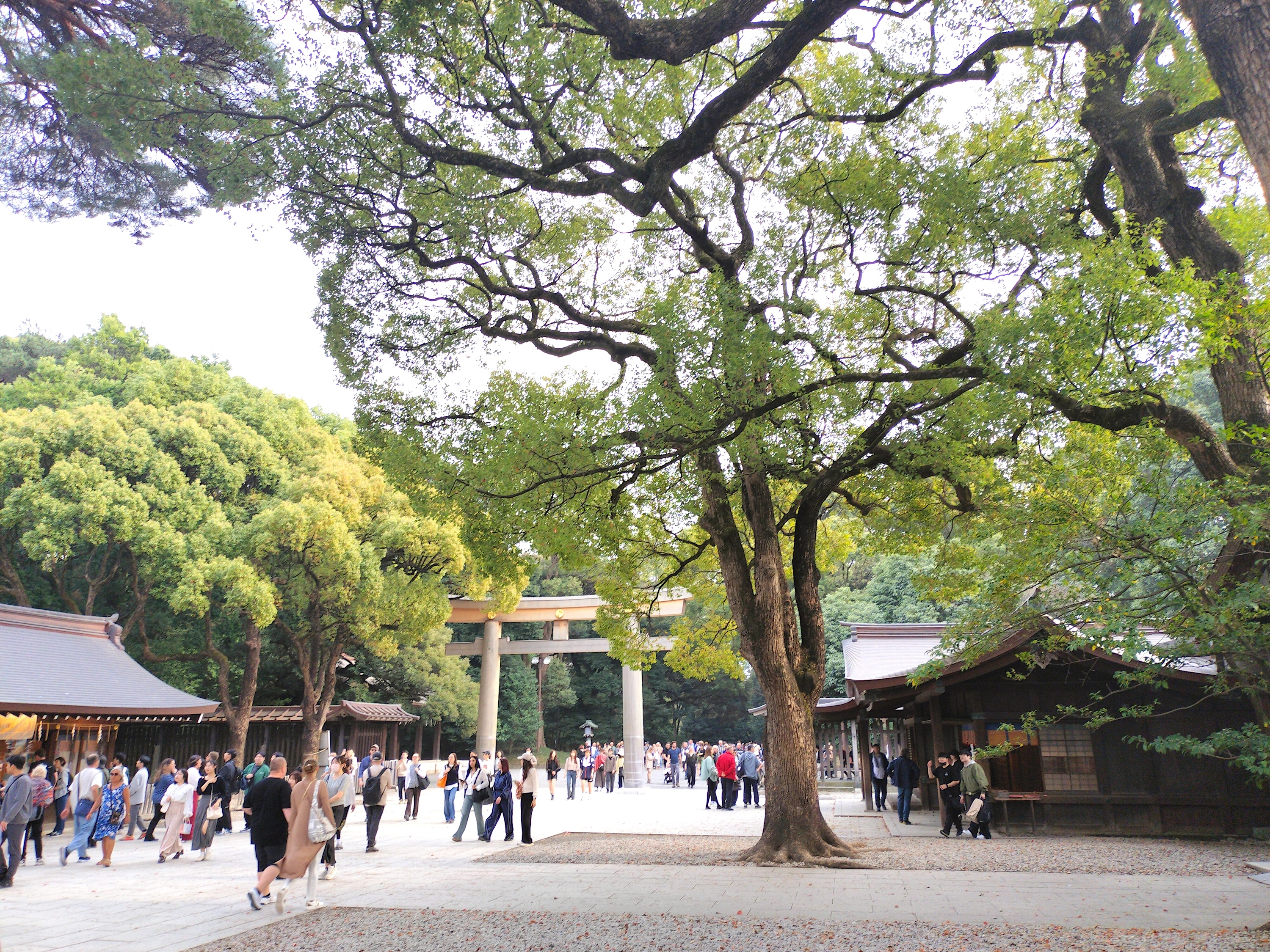 穿過明治神宮的大門，遊覽東京眾多景點。