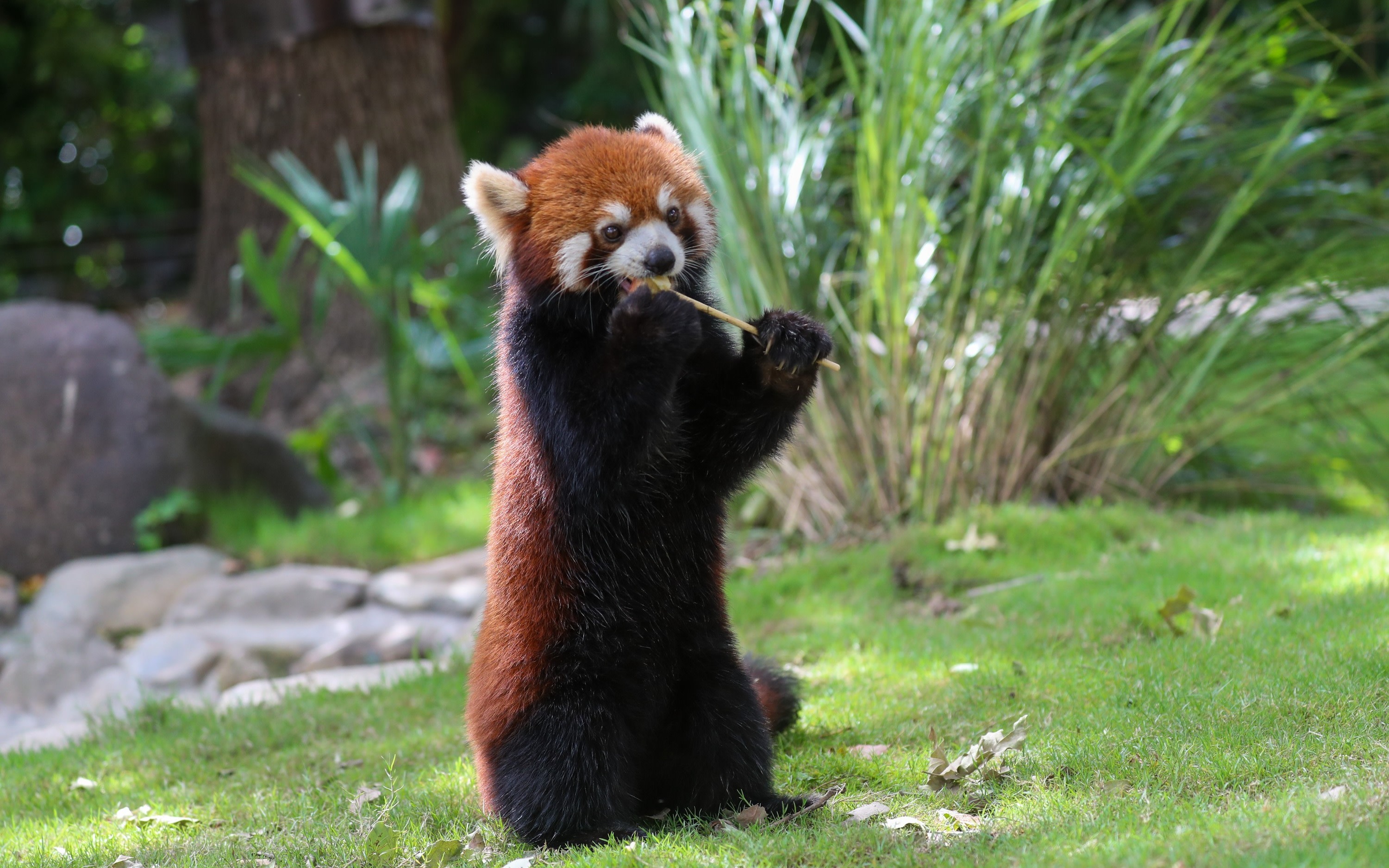 Shanghai Wild Animal Park Full-Day Private Tour with Tickets