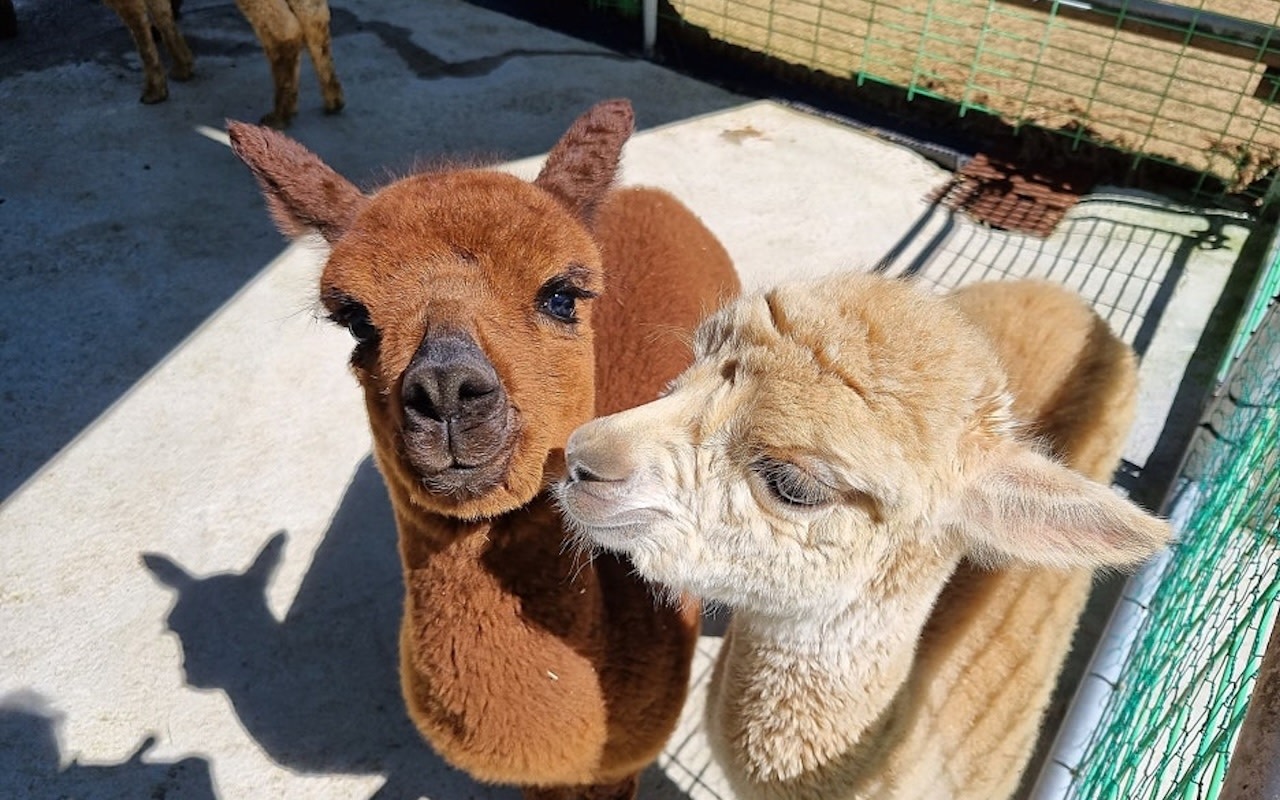Ani-Fore Forest Admission in Pyeongchang: Monorail (Round Trip) + Alpaca Farm + Healing Forest