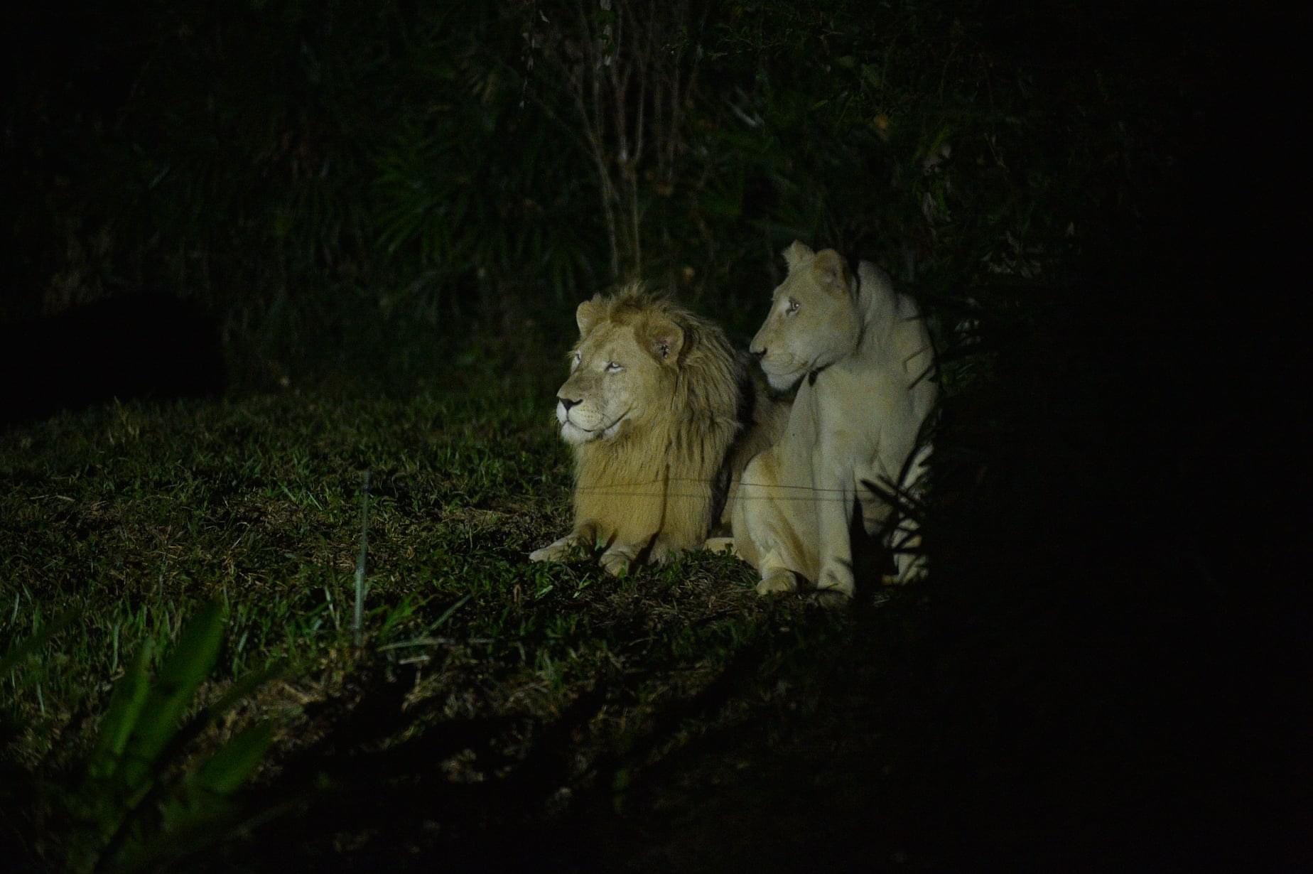 富國島野生動物園門票