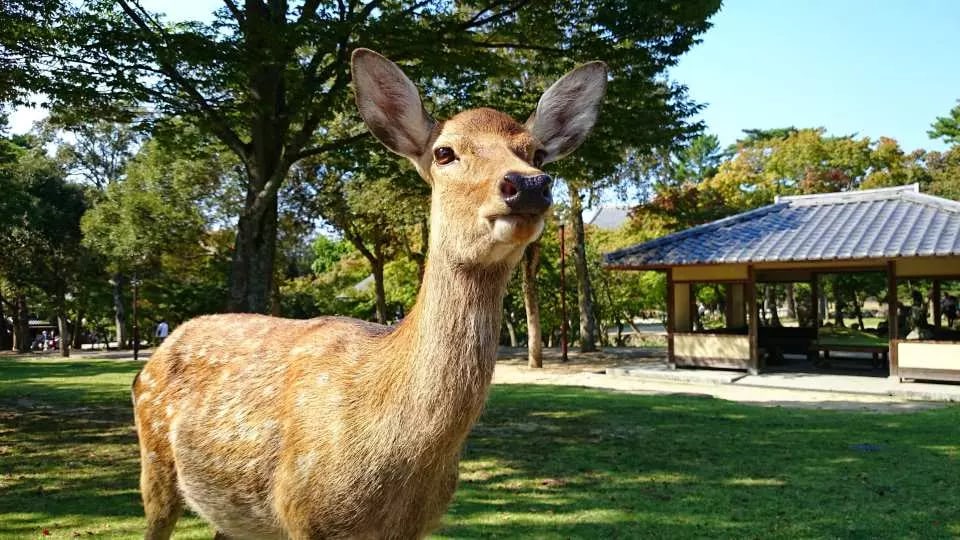 奈良公園　位於奈良市若草山麓的公園
悠閒自在地漫步其中是遊覽公園的最佳方式，這裡還有最集中的鹿群，餵食鹿群也是最大的觀賞點。