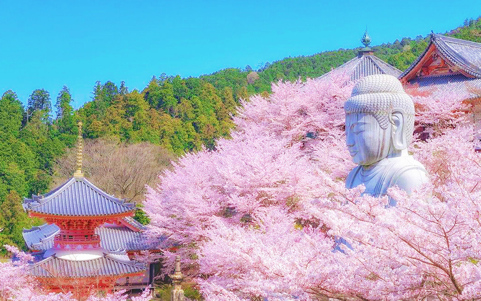 Nara Park, Matabee Sakura, and Tsubosaka-dera Temple's Great Buddha Cherry Blossom Viewing Day Trip