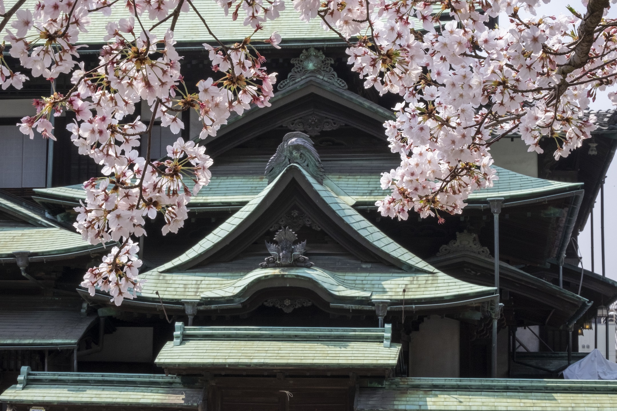 道後溫泉本館櫻花