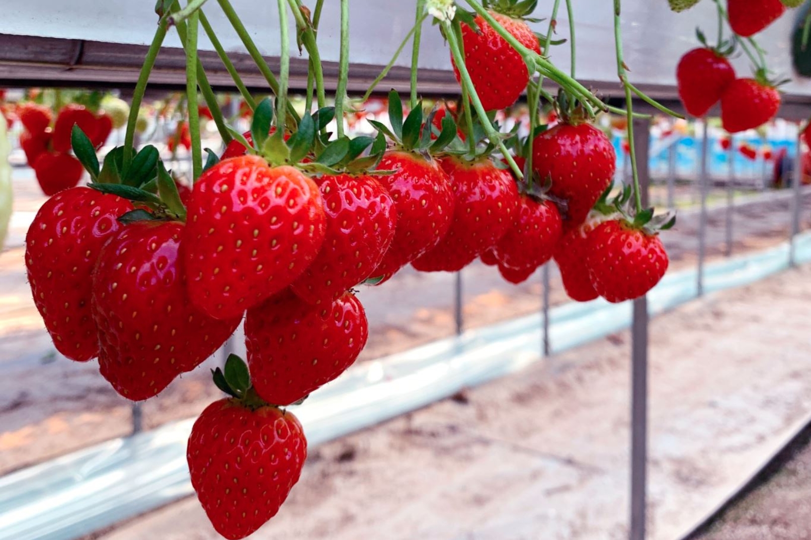 冬季限定活動，錯過就要再等一年！來一趟甜蜜又難忘的韓國草莓之旅吧！