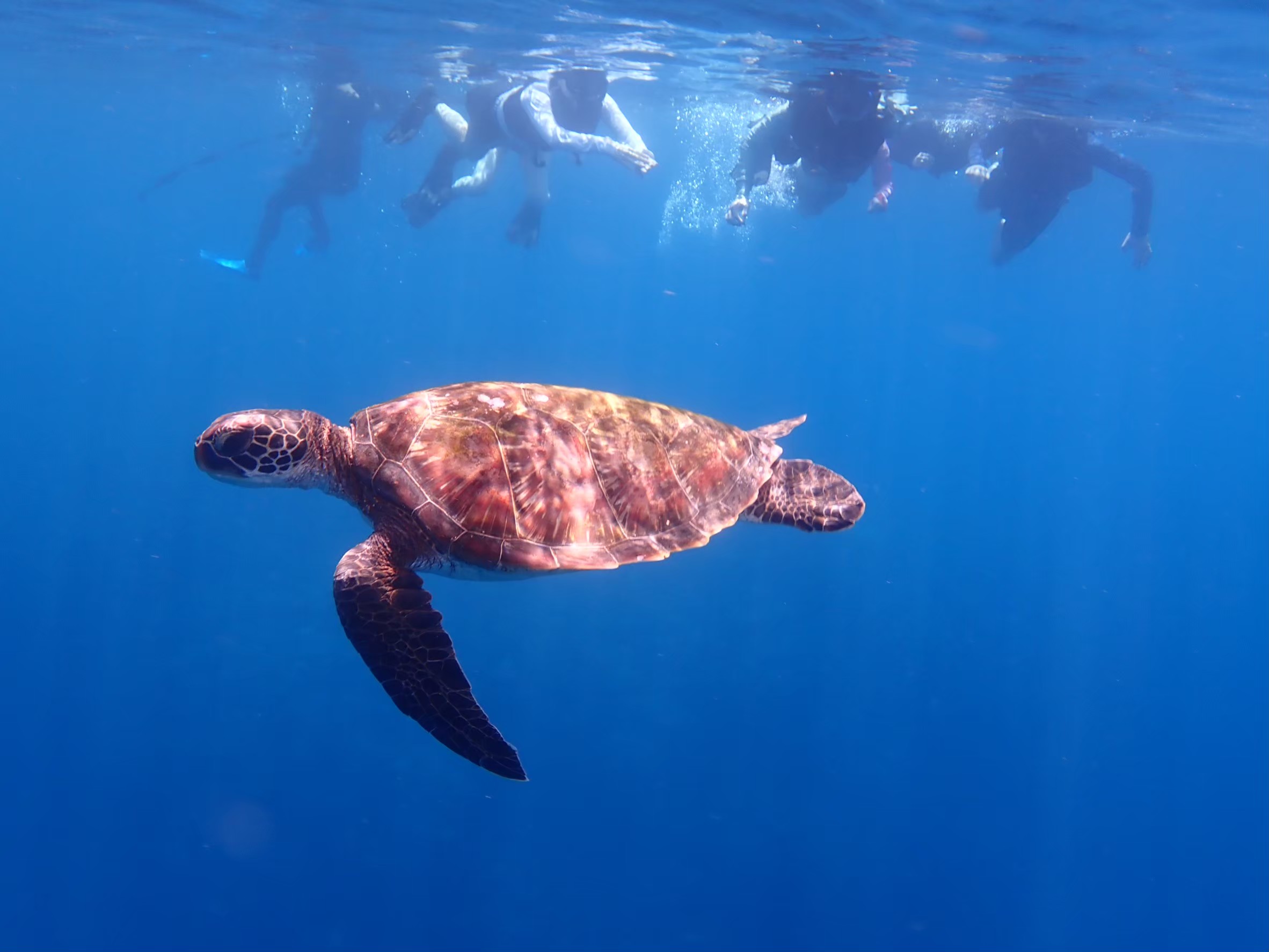Ishigaki Island/1 day Kabira Bay SUP/Canoe & Blue Cave Snorkeling Experience (Okinawa)