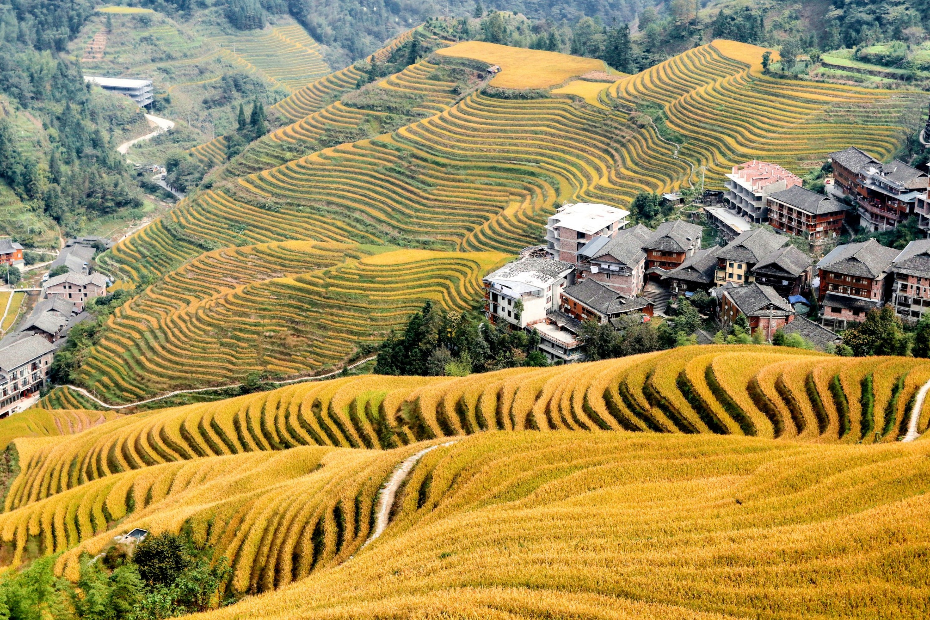 龍脊梯田,宛如大自然用鬼斧神工雕琢而成的藝術傑作。層層疊疊的梯田,從山腳一直延伸到雲端,彷彿是大自然鋪設的一級級通往仙境的天梯。 龍脊梯田,宛如大自然用鬼斧神工雕琢而成的藝術傑作。層層疊疊的梯田,從山腳一直延伸到雲端,彷彿是大自然鋪設的一級級通往仙境的天梯。