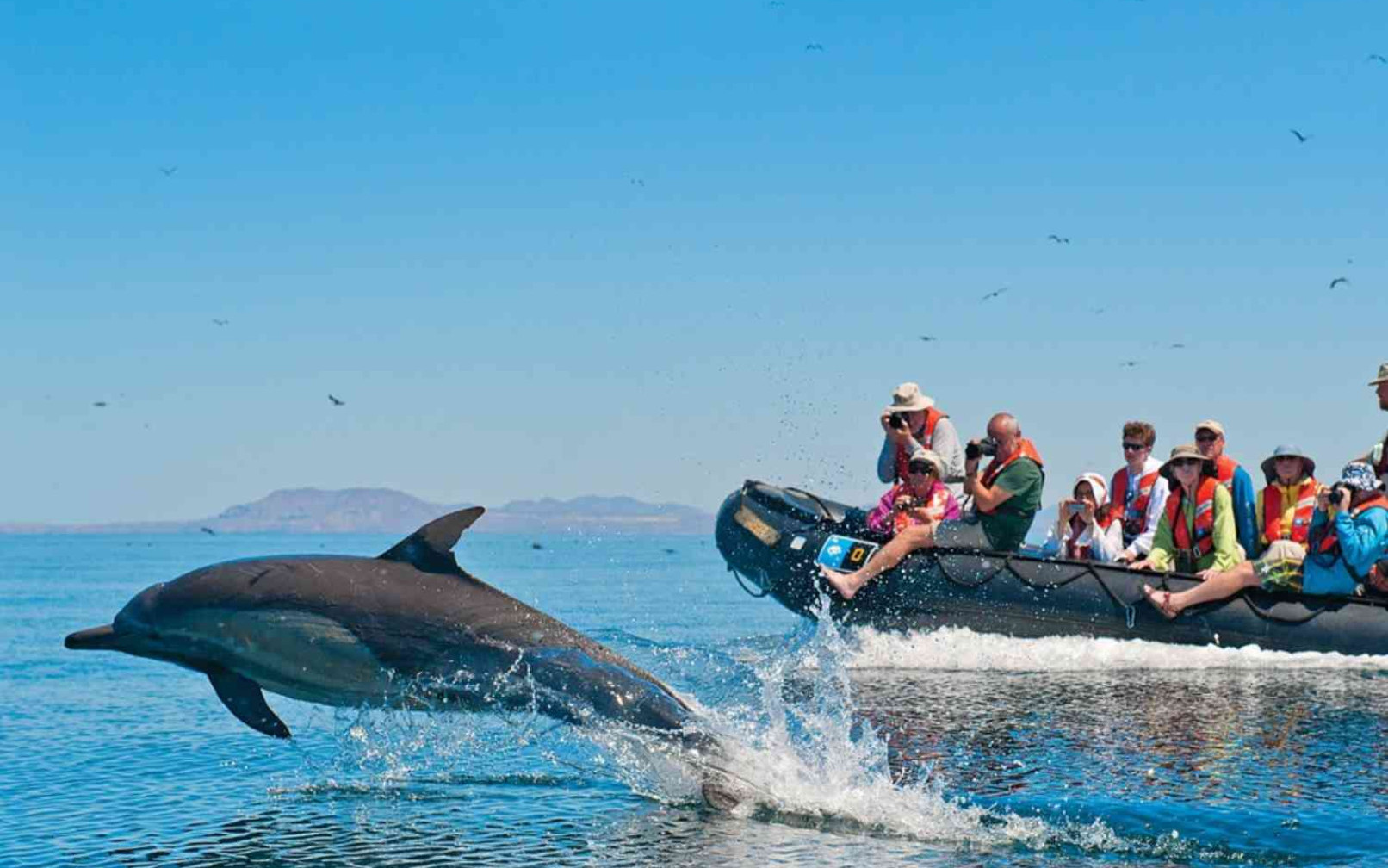 Baga Beach: Dolphin Ride Experience