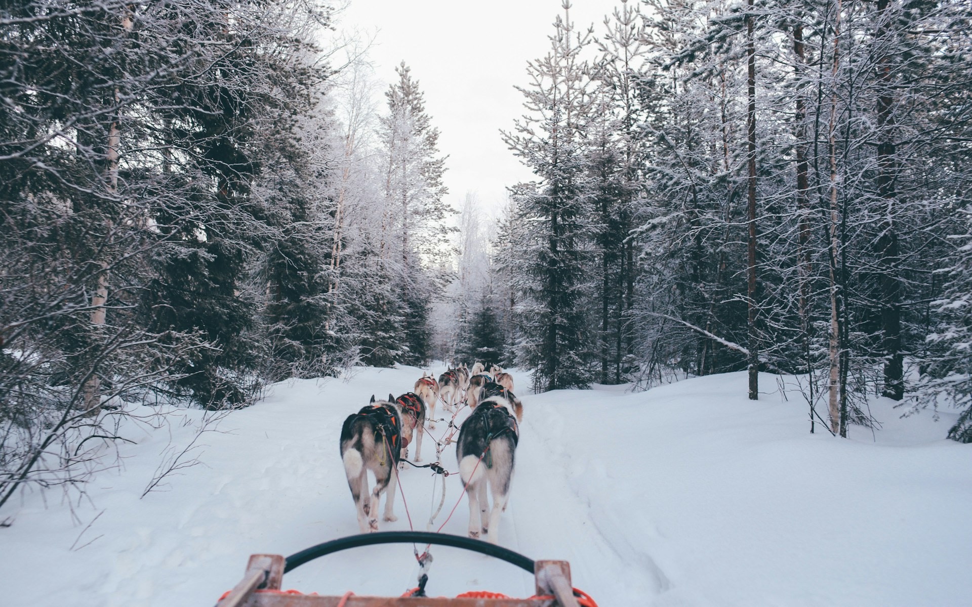 Rovaniemi Self Drive Husky Experience with husky petting