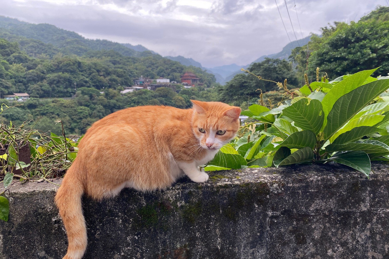 猴硐貓村的巷弄中可見慵懶可愛的貓咪穿梭，搭配懷舊風格的建築與趣味裝置。若不喜歡貓咪，也有特色咖啡廳可以小歇片刻。（聖誕場）