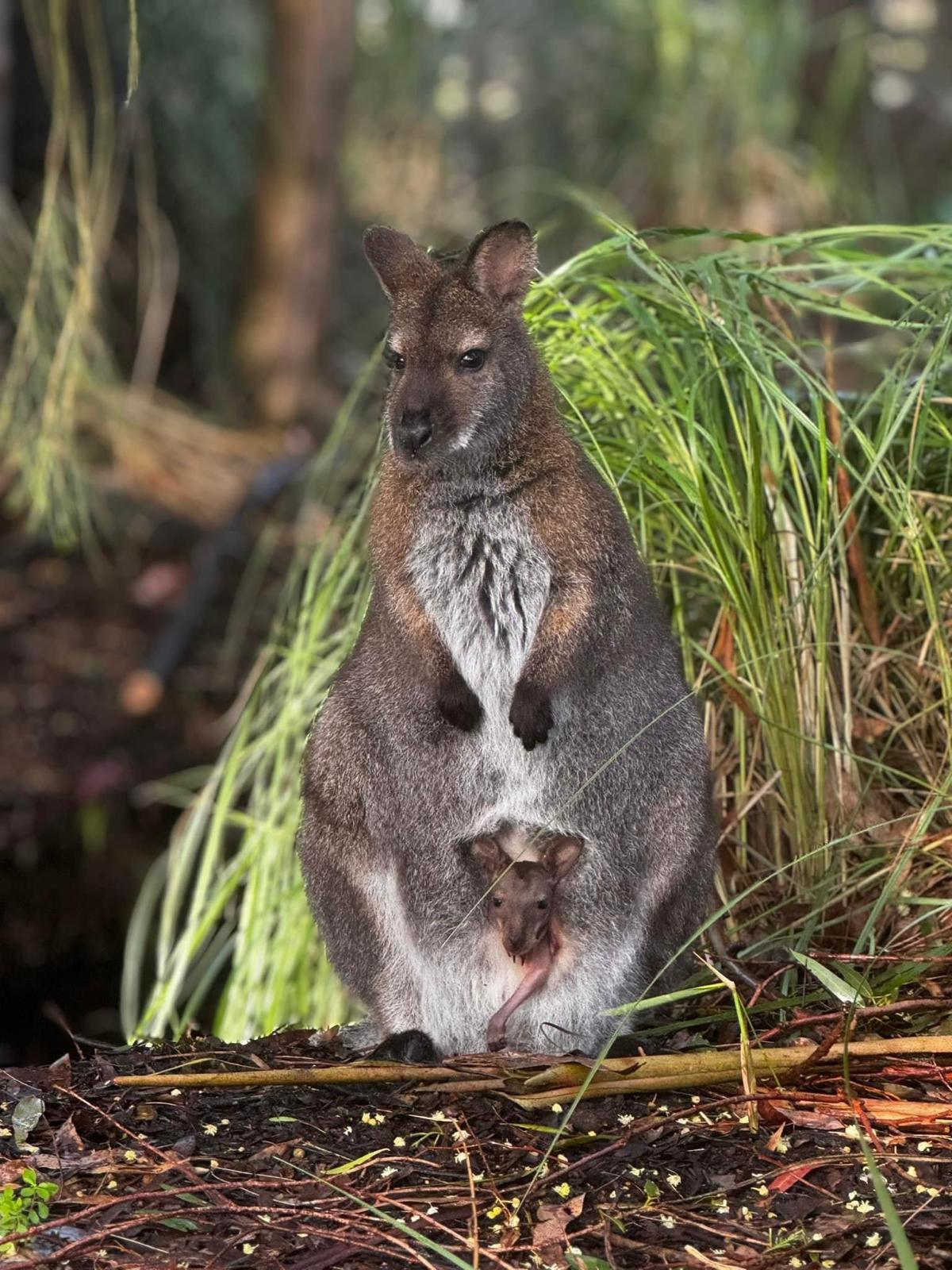 Australian Wildlife, Blue Mountains & Scenic World Private Tour