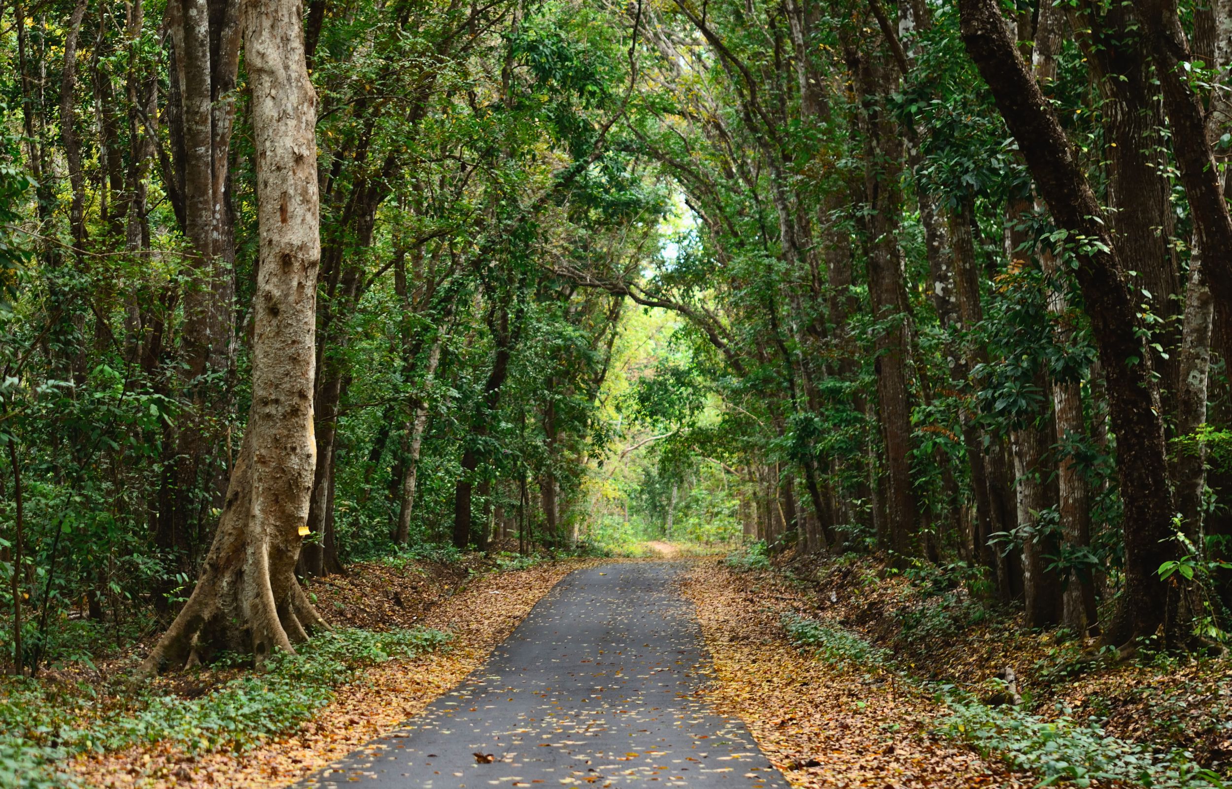 從 Banyuwangi 出發的阿拉斯普爾沃國家公園一日遊