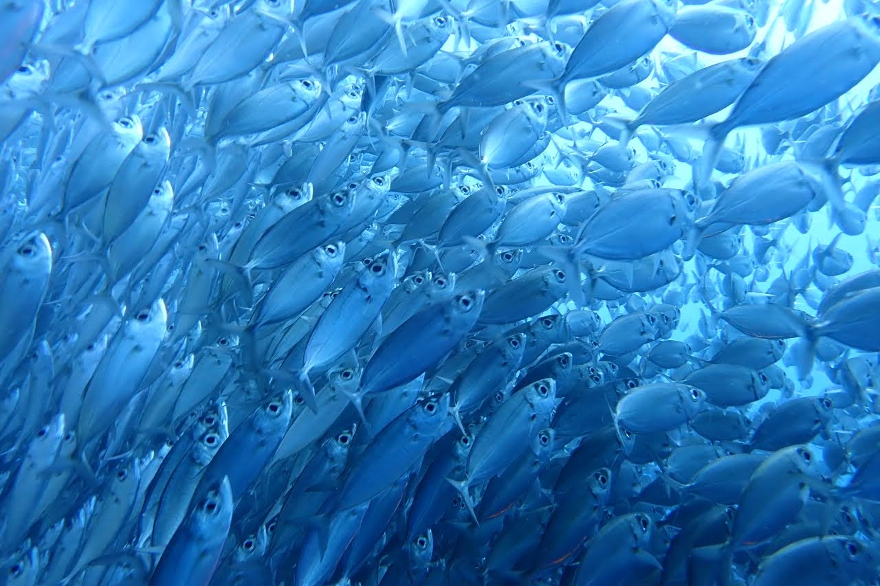莫阿爾博阿爾鯨鯊浮潛和沙丁魚群暢遊