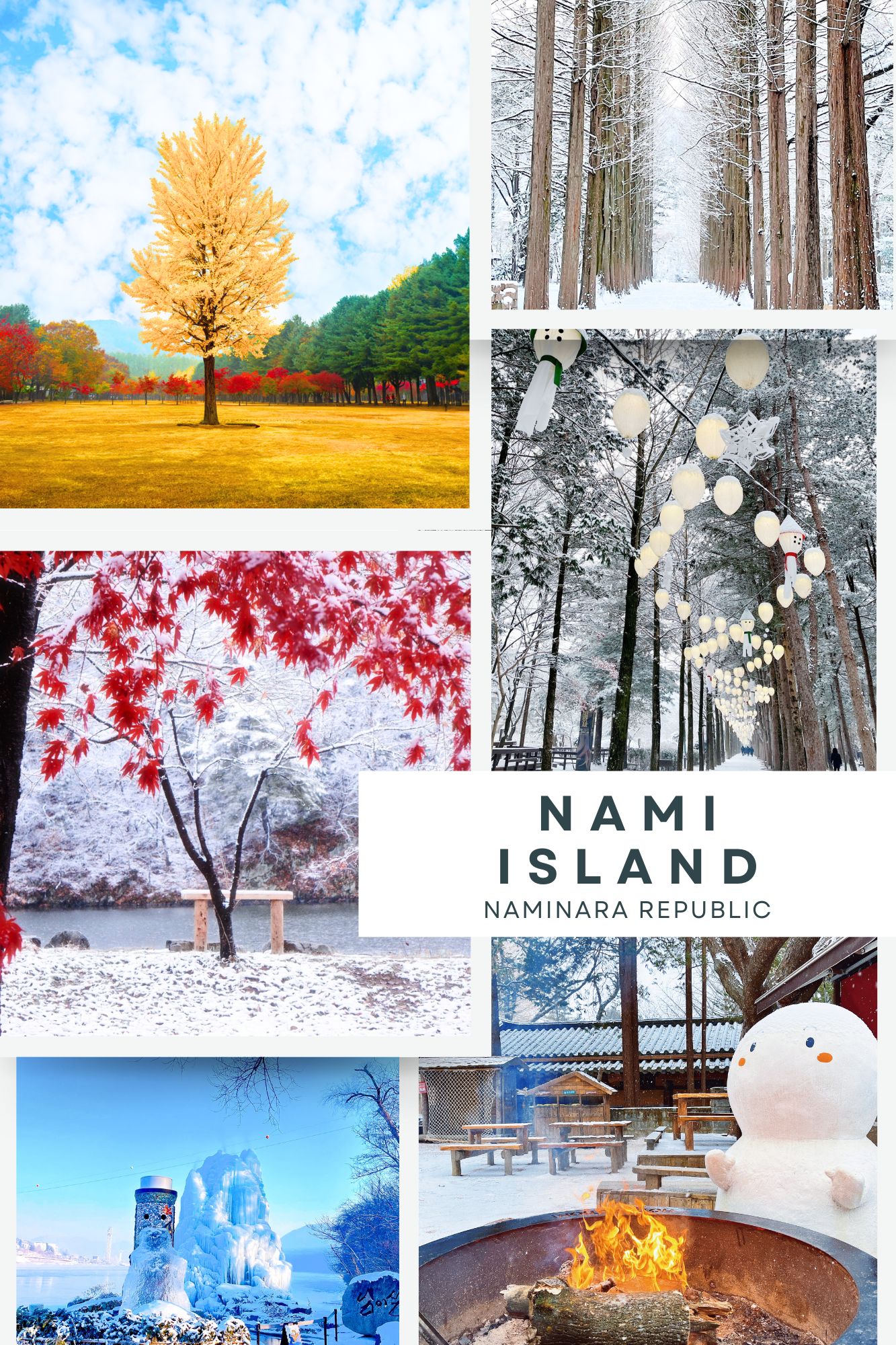 Nami Island/Alpaca World/Rail Bike/Begonia Bird Park/Cherry Blossoms