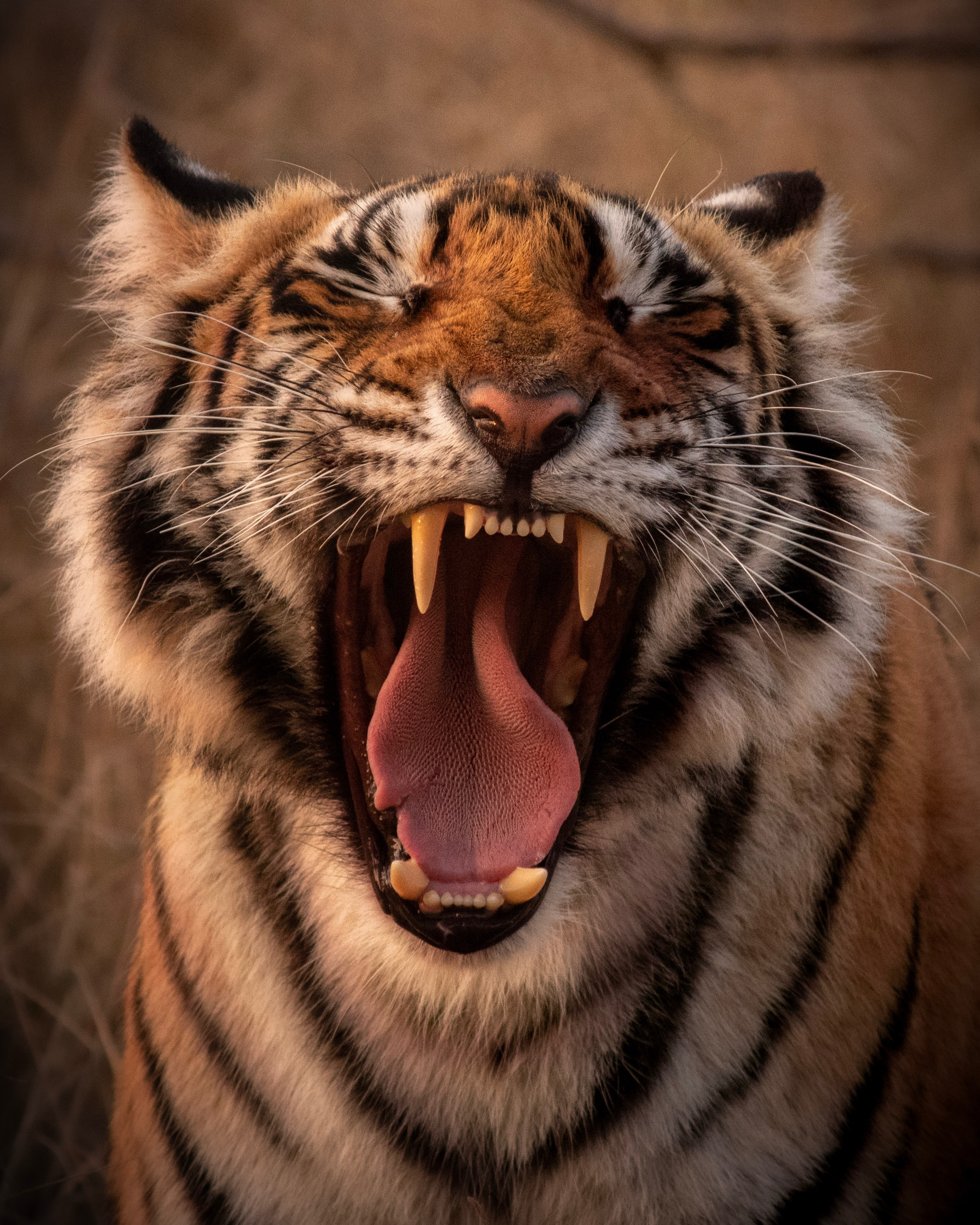Taj Mahal Tour + Tiger Safari With Japanese/Russian speaking Guides