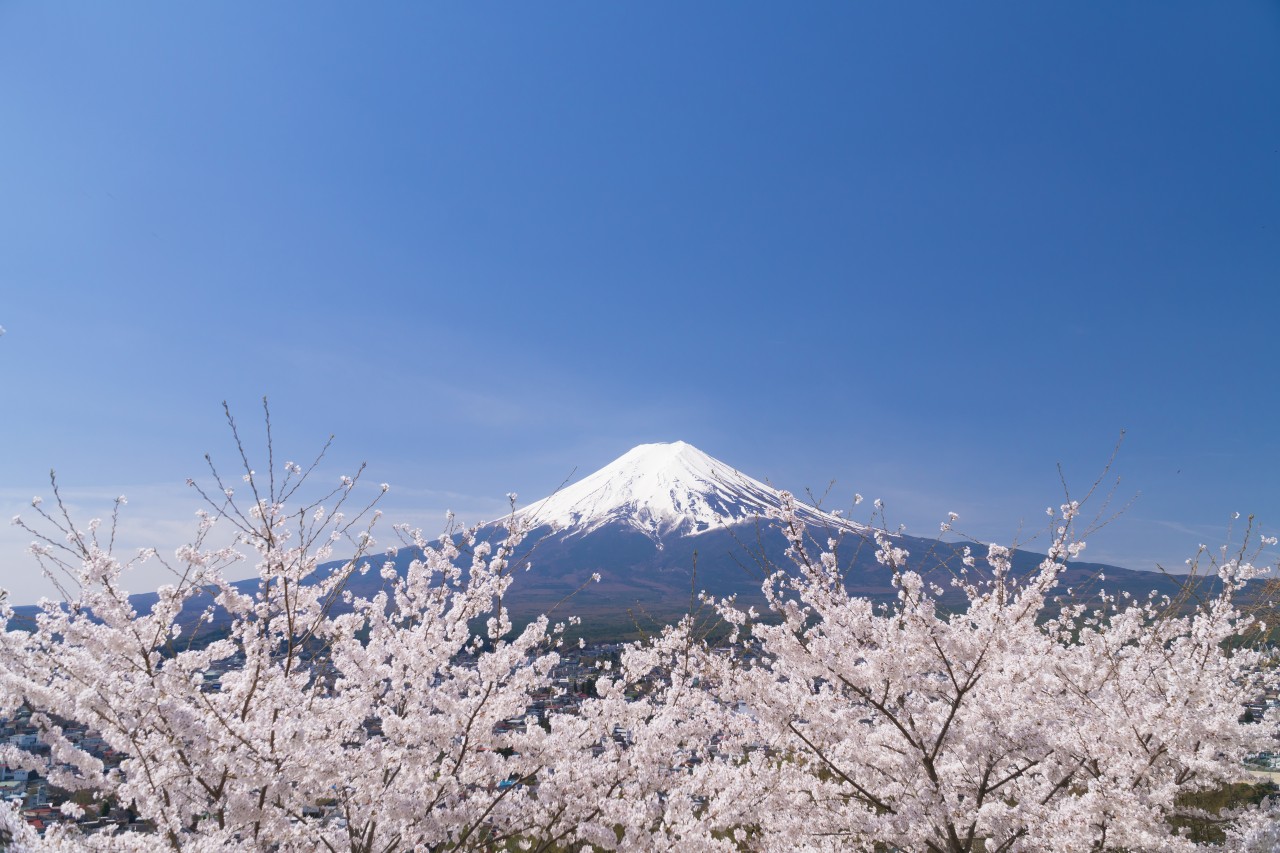 富士山壯麗美景或芝櫻節浪漫花海一日遊 （東京出發）