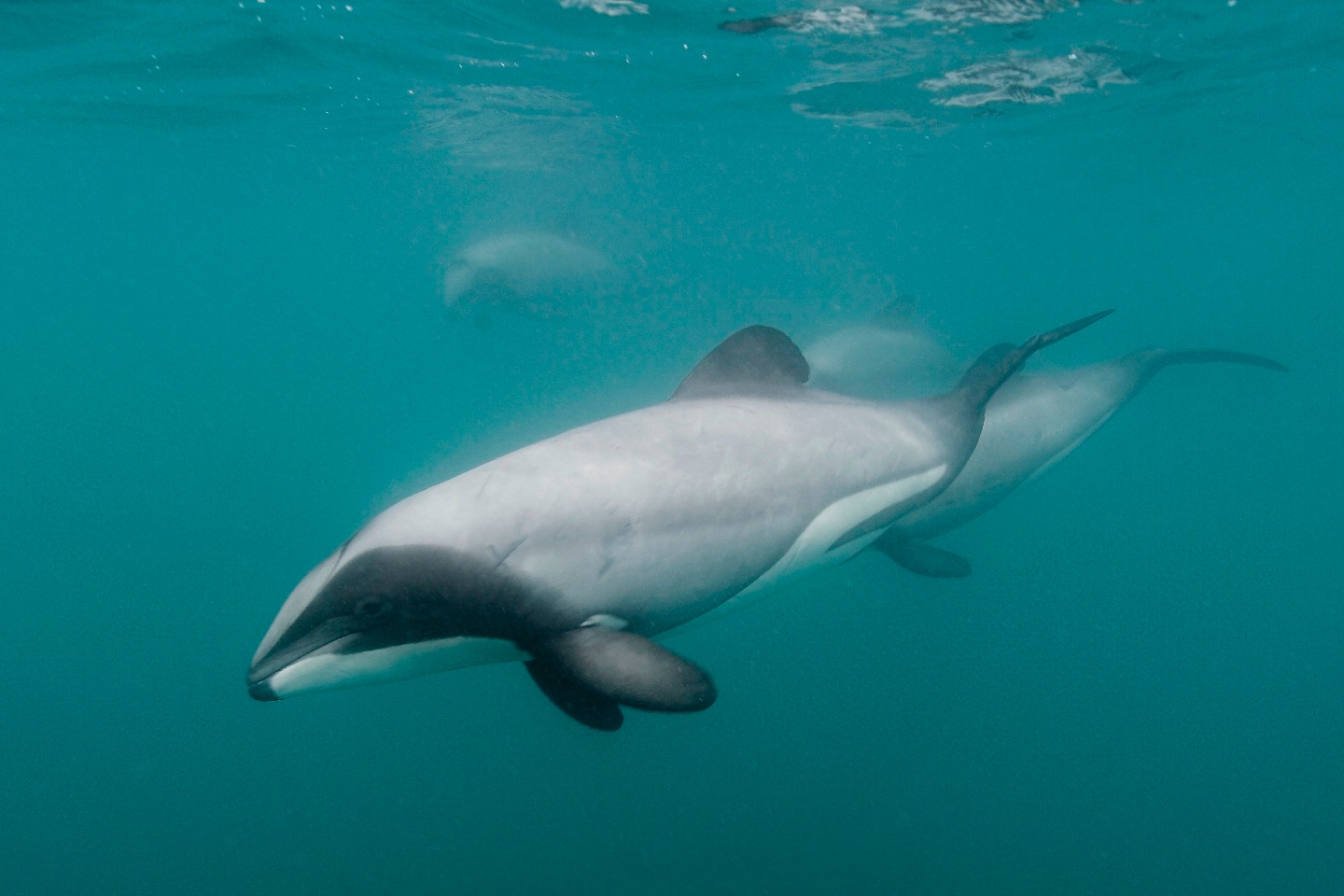 Akaroa Swimming with Dolphin