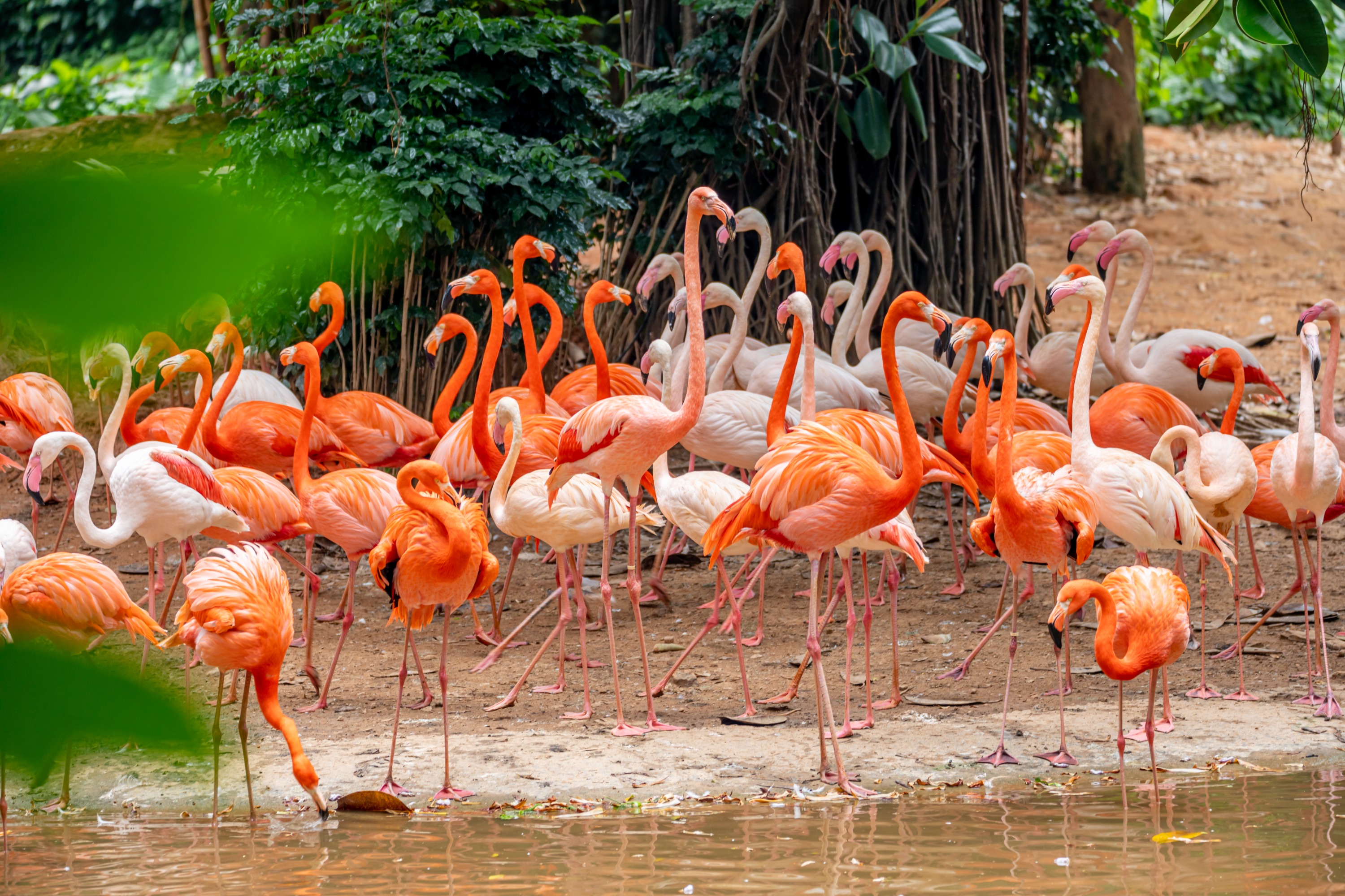 Chimelong Safari Park