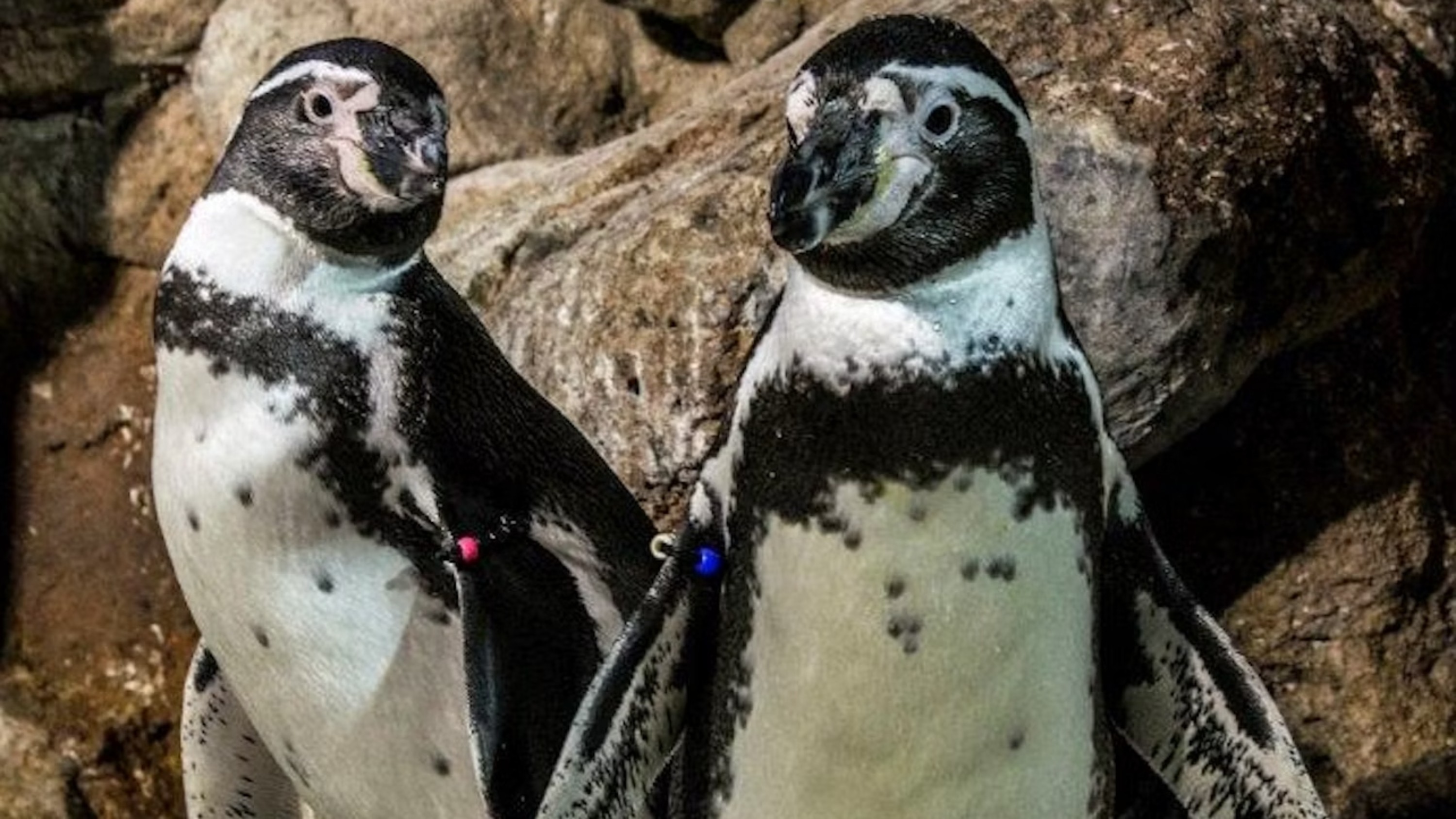 巴塞羅那水族館門票