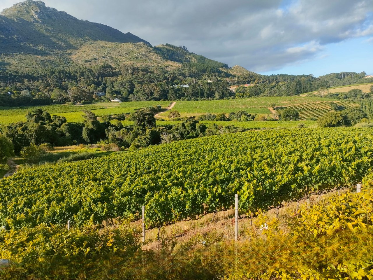 Kanonkop Wine Estate