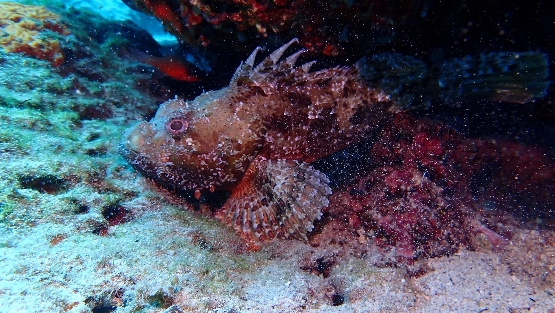 PADIディスカバースキューバダイビング（アテネ / PADI 5 Star Dive Center提供）