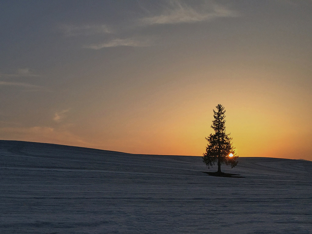 C方案-位於美瑛丘陵上的「聖誕樹」是一棵孤獨卻充滿魅力的冷杉樹
無