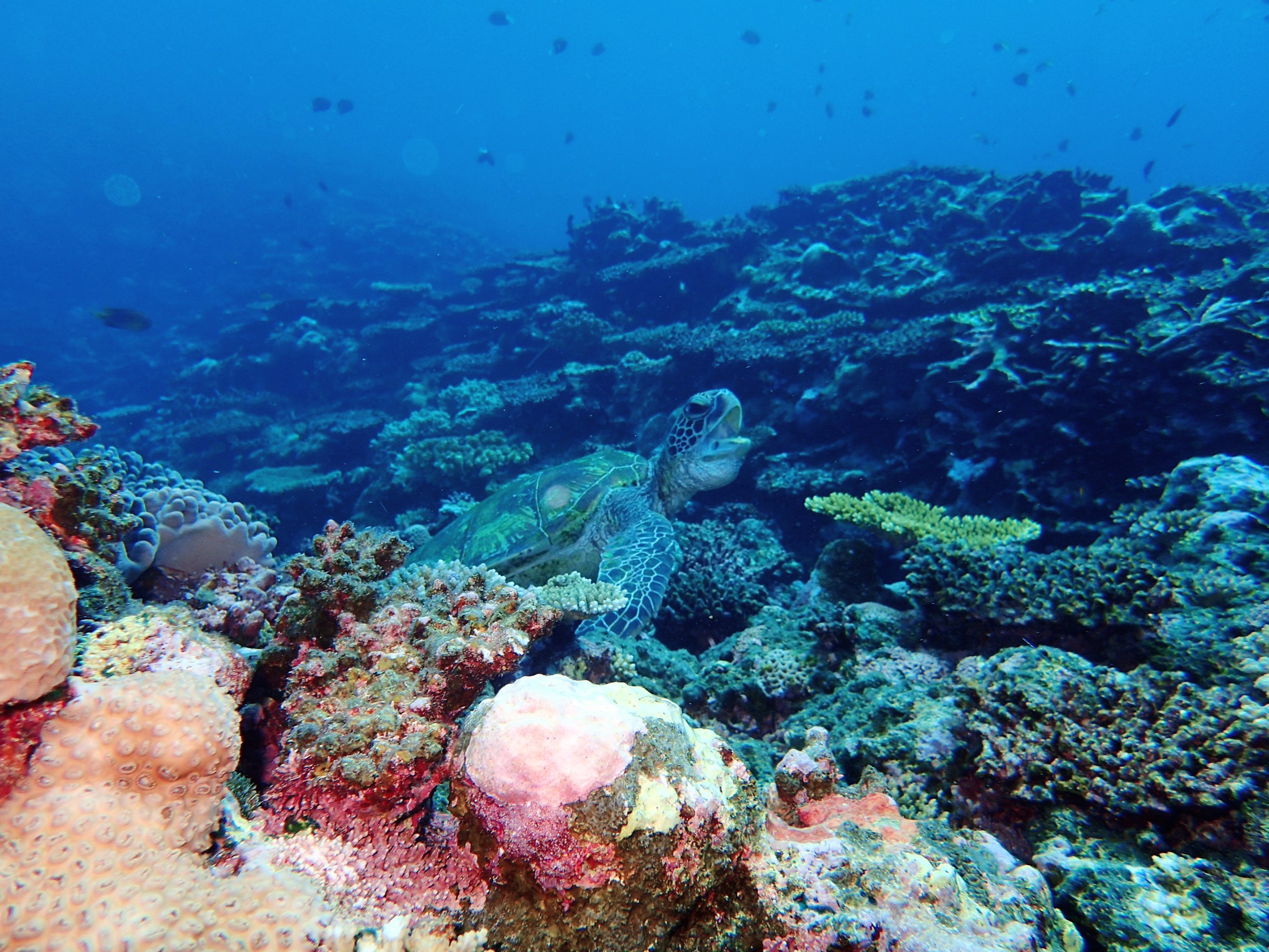 Ishigaki Island/1 day Kabira Bay SUP/Canoe & Blue Cave Snorkeling Experience (Okinawa)
