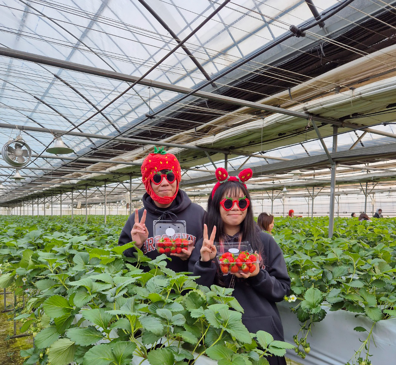 這是一次有趣的體驗，您可以品嚐到農場直送的新鮮！讓我們一起享受採摘草莓的樂趣吧❤️