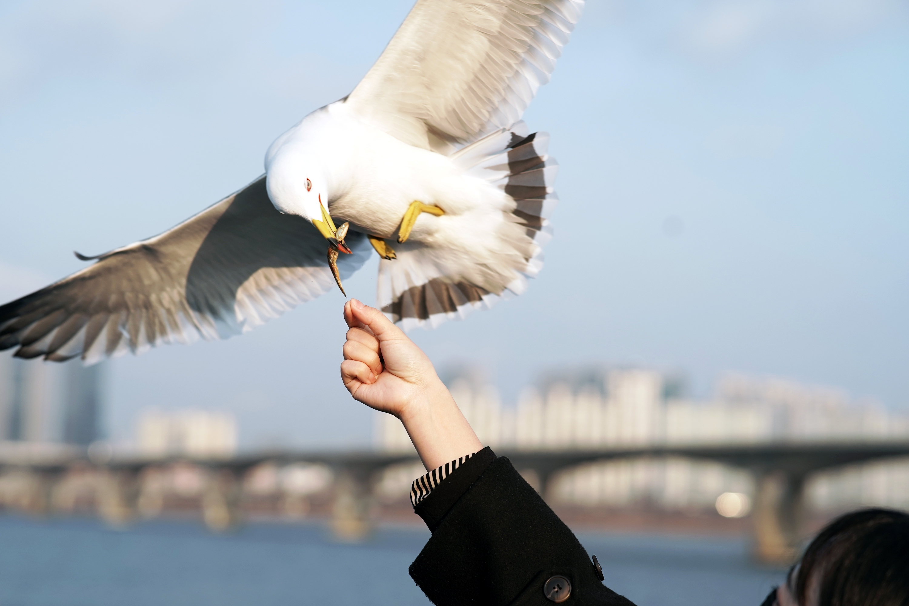 Give seagulls, flying under the blue sky, some snacks! 