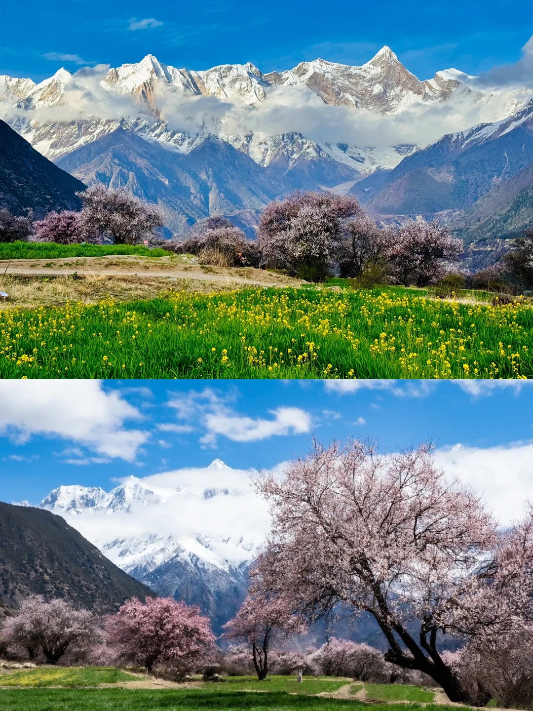 西藏林芝桃花6日（天后同款瑞吉/松贊系列+南迦巴瓦日照金山&平措康桑雪裡酒店+嘎拉桃花村+索松村+卡若拉冰川+私導講解布達拉宮大昭寺）