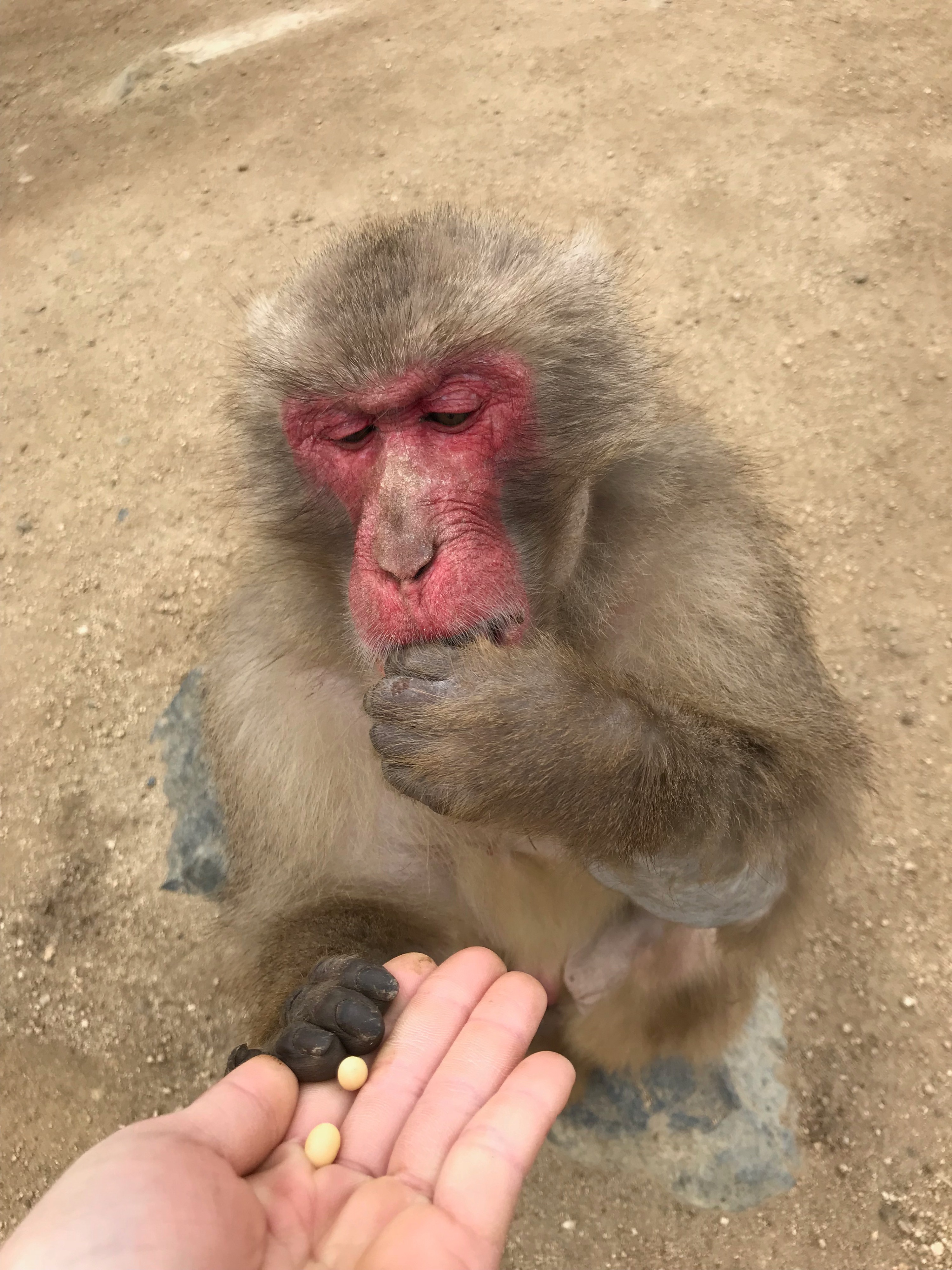 Shodoshima Choshikei Nature Zoo Monkey Park Ticket in Kagawa