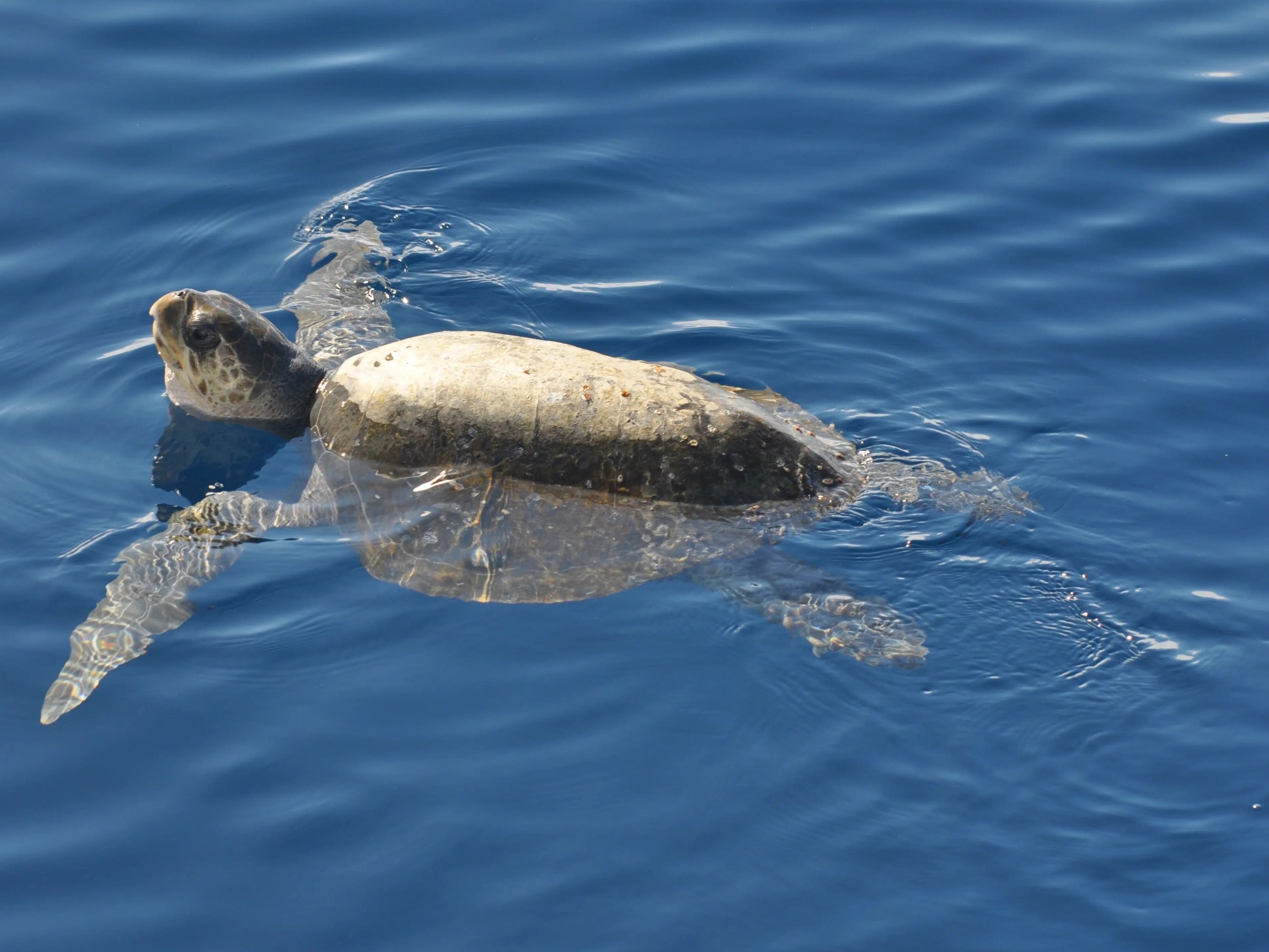 Capture unforgettable moments snorkeling among tropical fish and colorful coral gardens