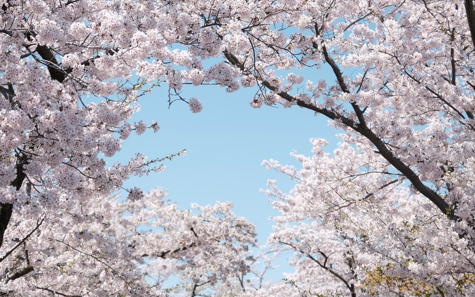 Hokkaido Cherry Blossom Limited | Shizunai Cherry Tree Avenue/Sapporo Suburbs Cherry Blossom Day Trip 