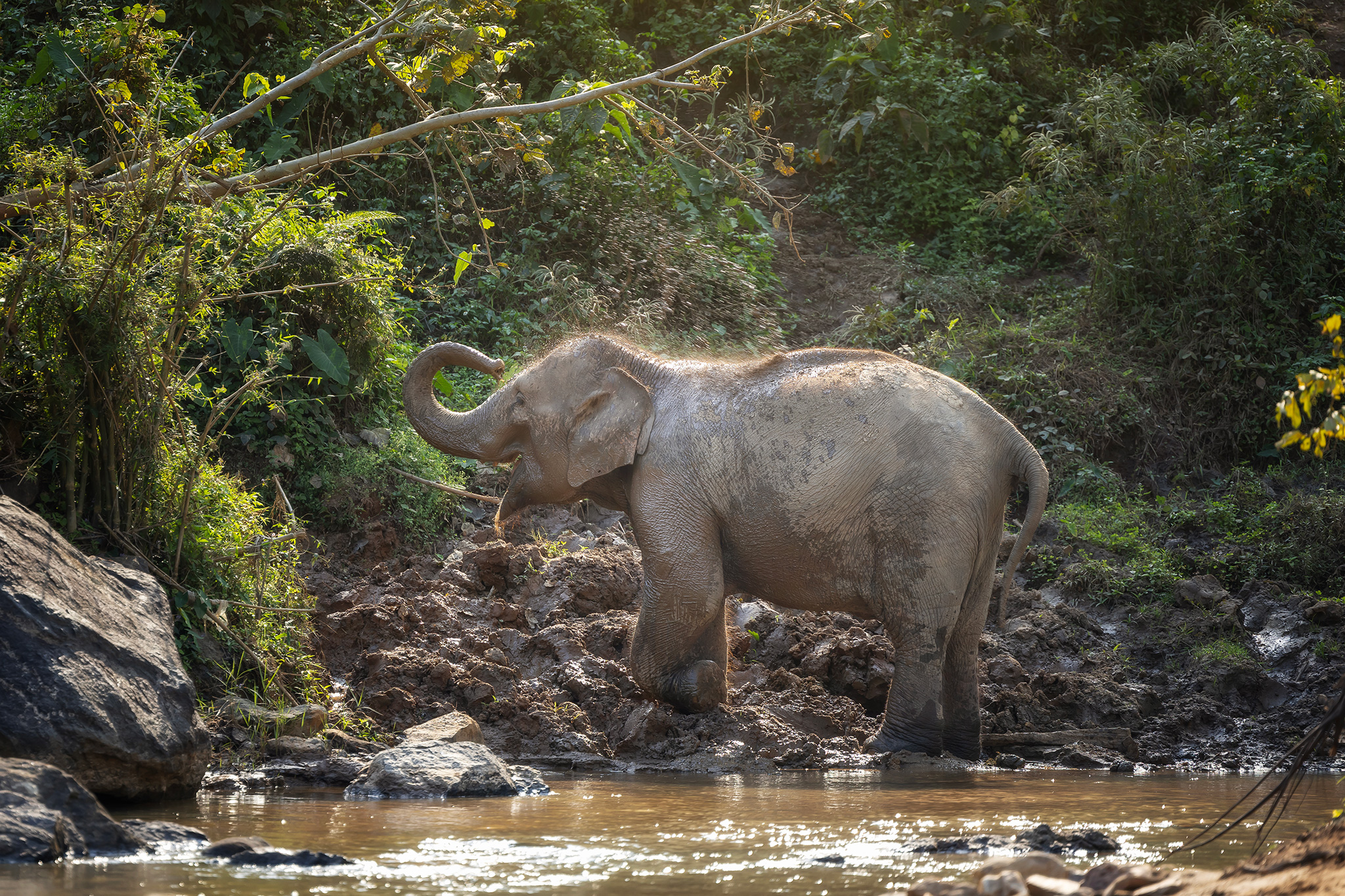 趣味泥漿浴 //泥漿浴和沐浴(包含在特定項目中) 趣味泥漿浴 //泥漿浴和沐浴(包含在特定項目中)