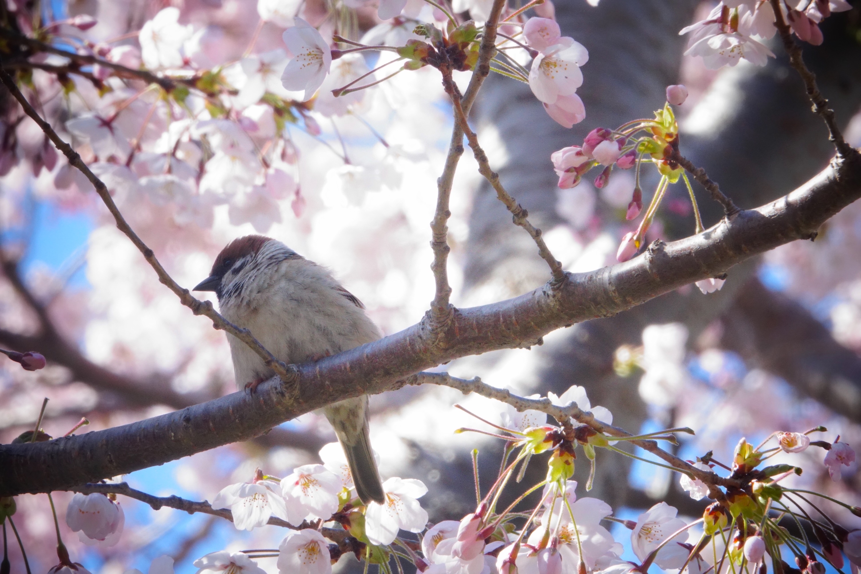 北海道函館松前/大沼公園絕景兩日遊 [4月下旬將會前往五大賞櫻熱點]