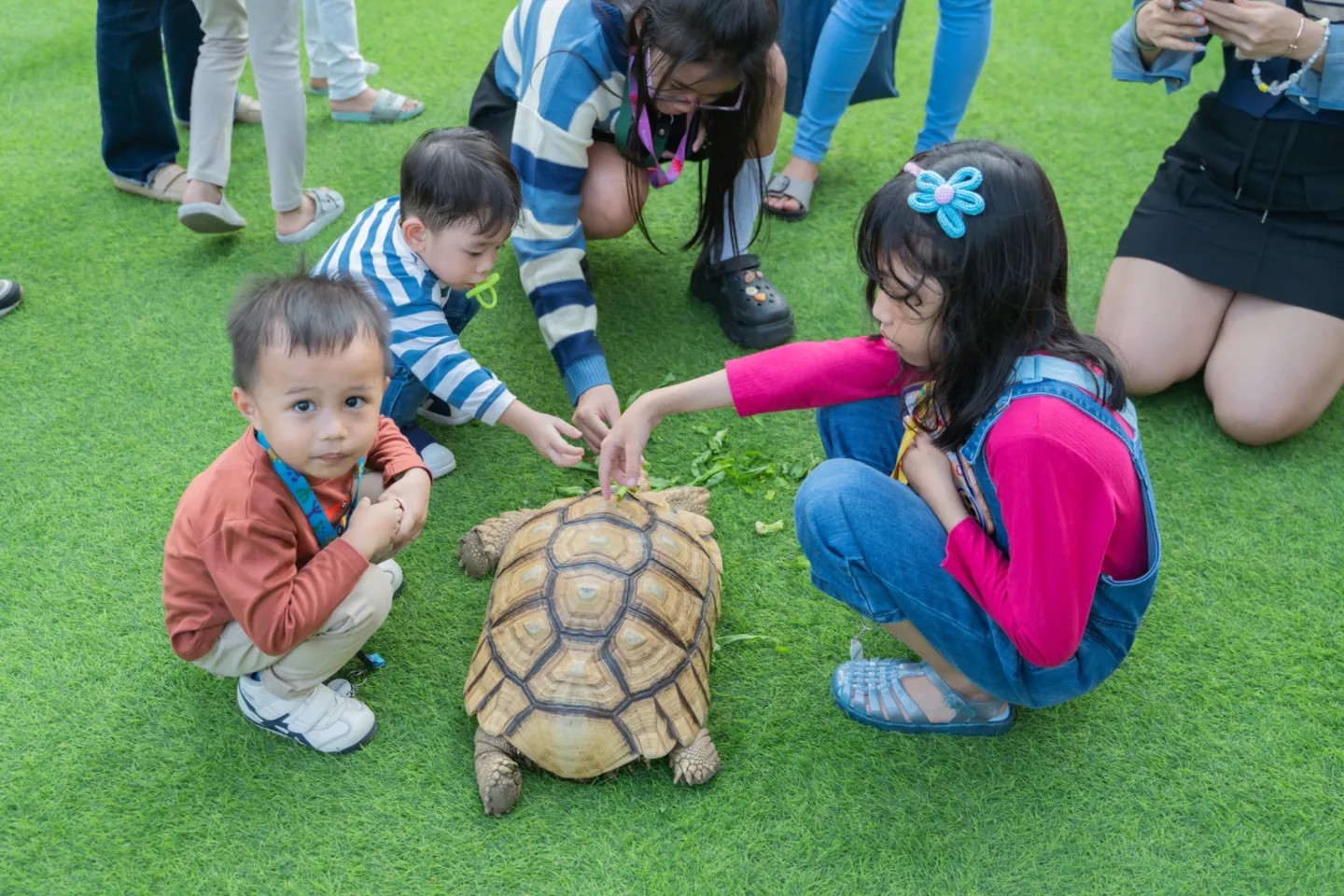 小小探險家與巨龜親密互動