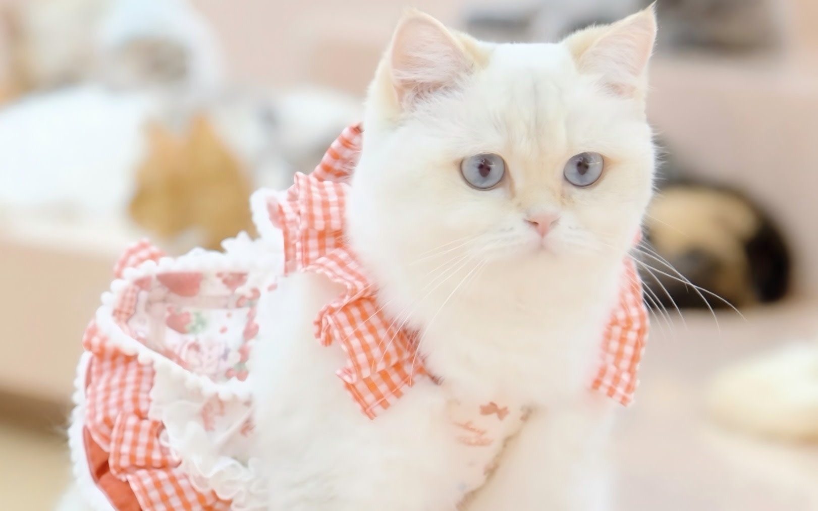 Shenzhen K11 ECOAST Pet Therapy Package