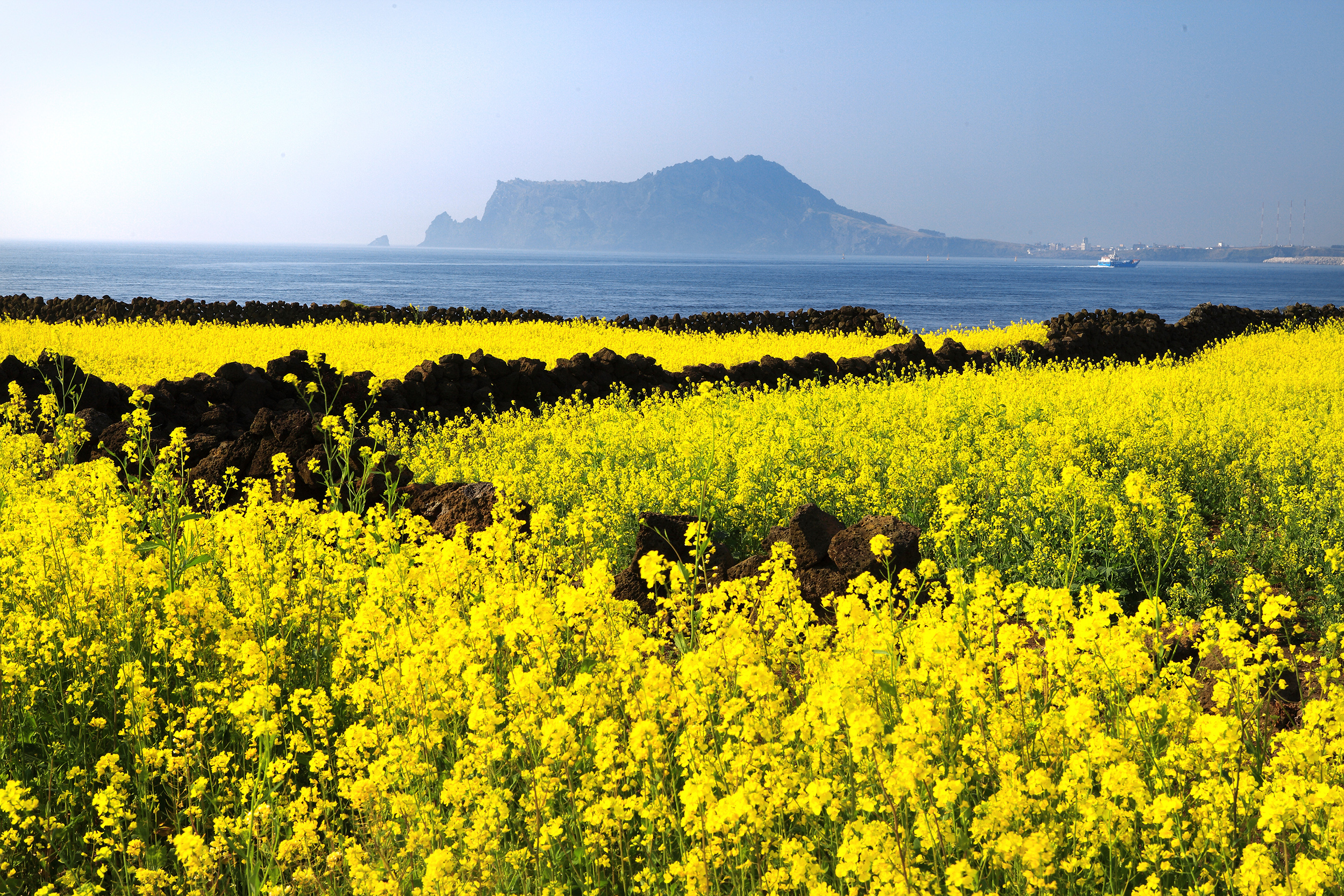 Spring in Jeju — golden canola fields and the iconic Seongsan Ilchulbong.
