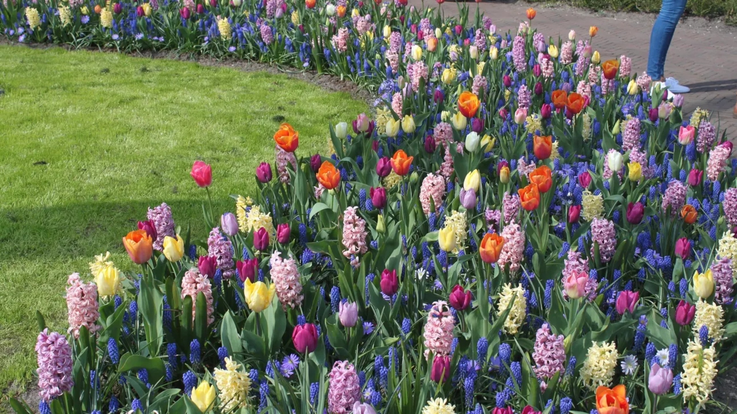 庫肯霍夫花園裡一片絢麗多彩、盛開的鮮花，美得令人驚歎