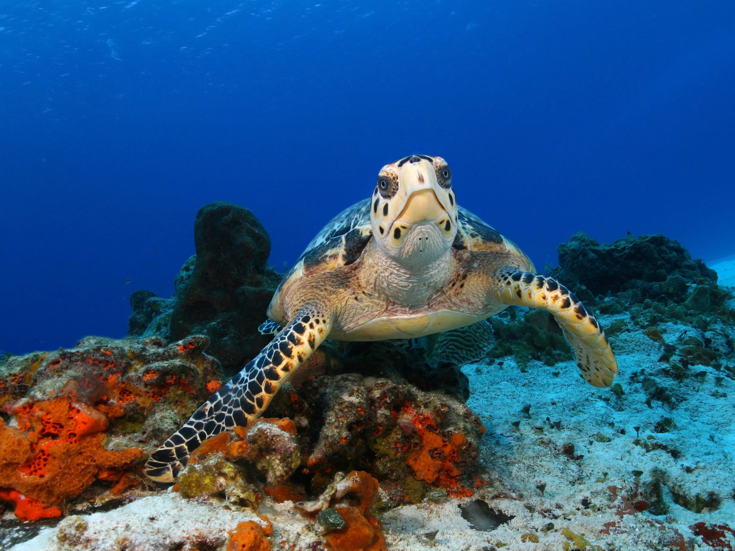 Cielo, Cielito, Palancar and Colombia Reefs Boat Tour in Mexico 