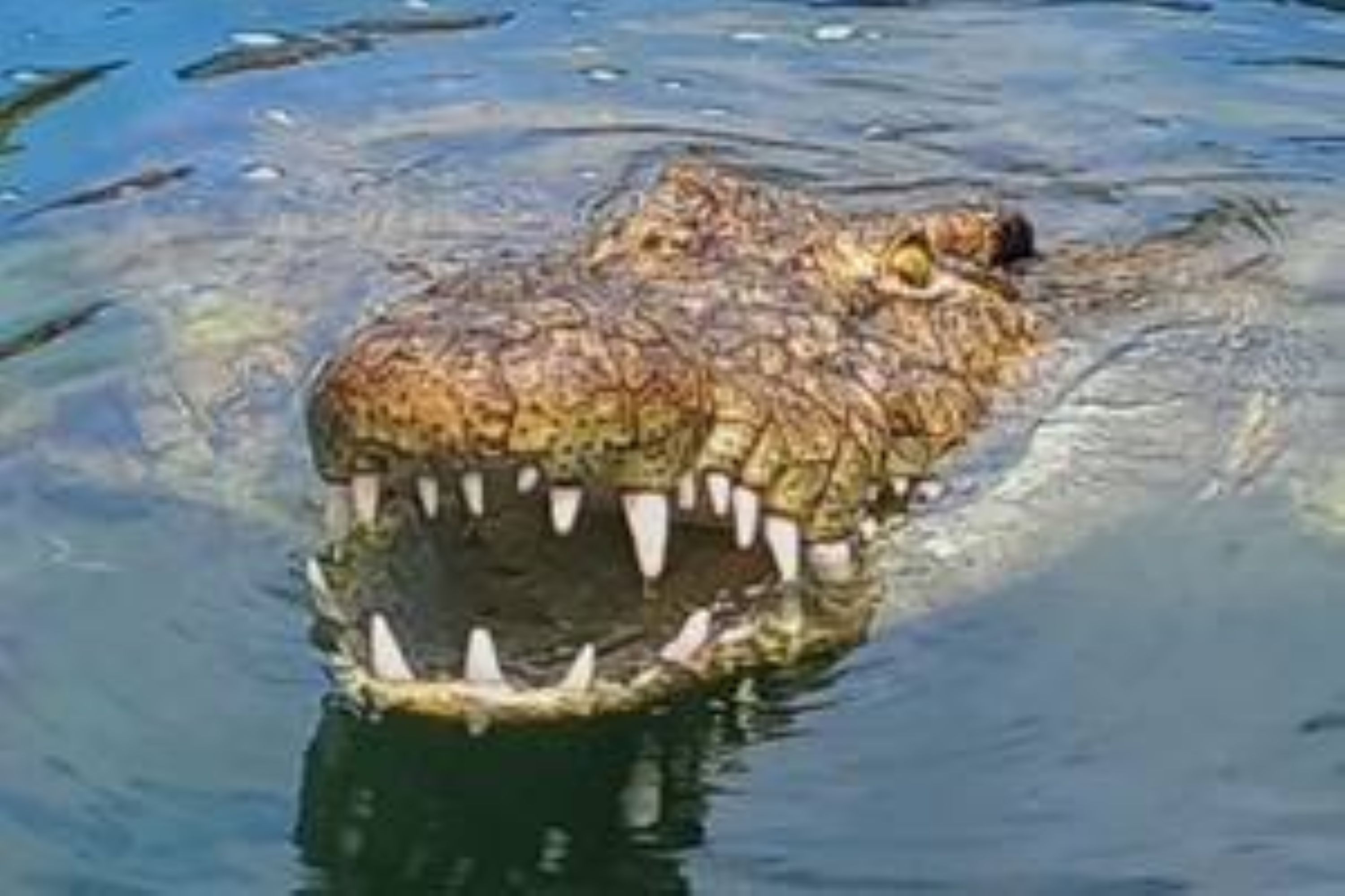 Комбо-дайвинг с акулами и крокодилами