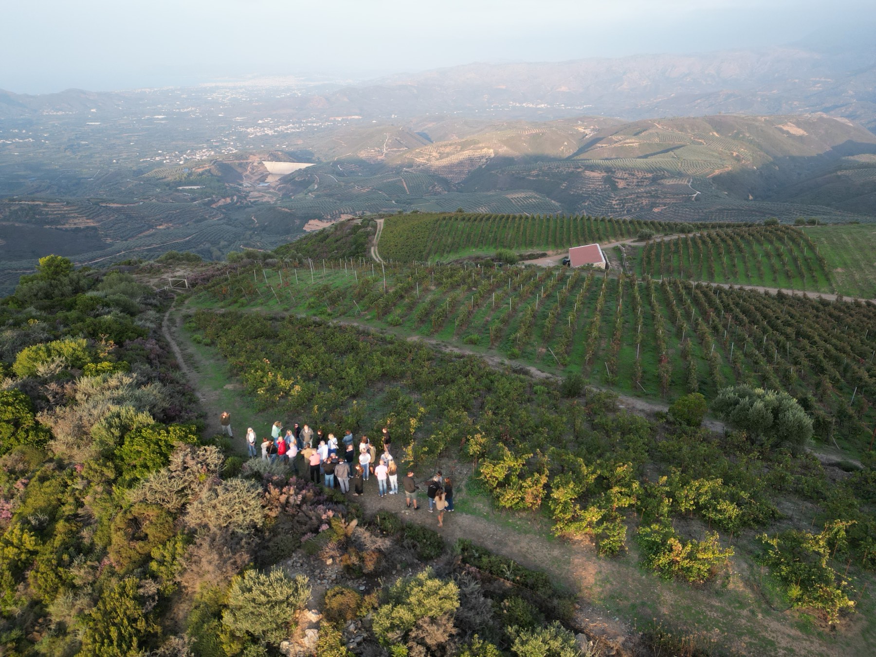 Private Exclusive Manousakis Winery and Vineyard Tour