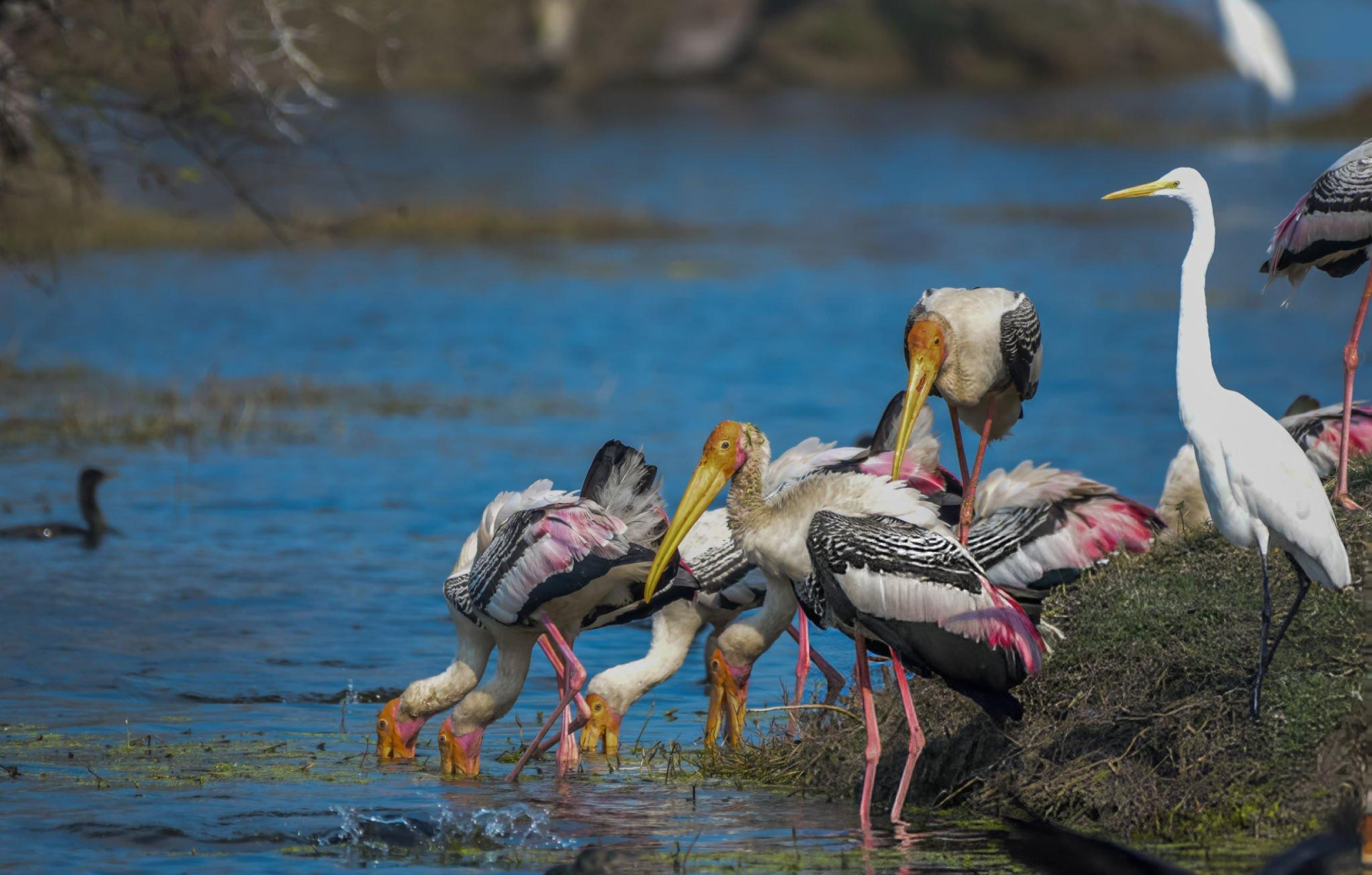 Keoladeo National Park Half day tour from Agra with a Guide