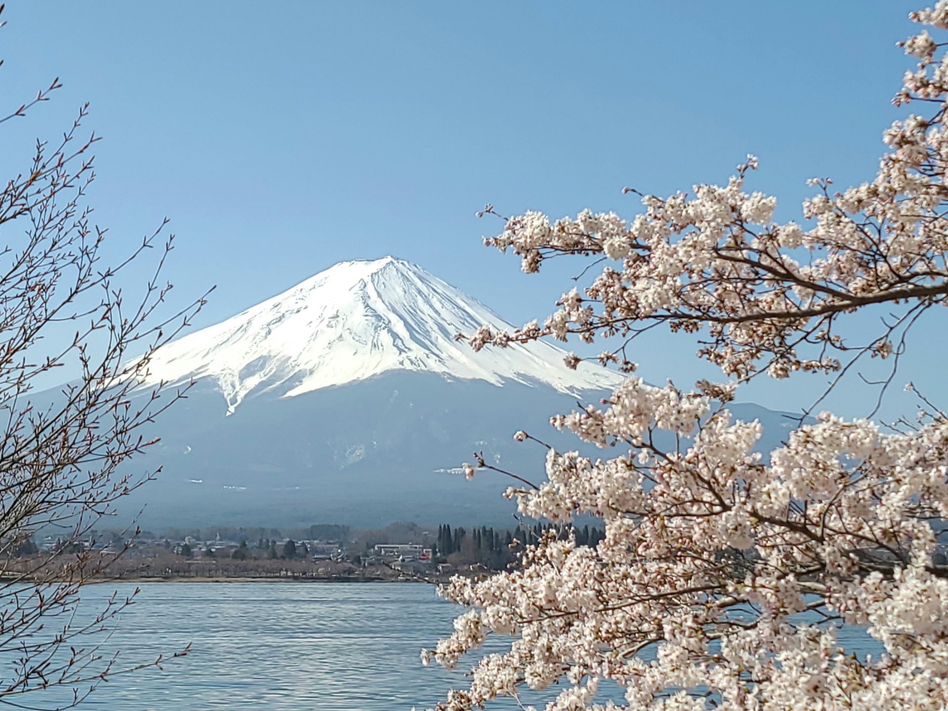 春天的河口湖，是欣賞富士山與櫻花同框的絕佳地點。湖面如鏡，映照著白雪覆頂的富士山，搭配盛開的粉色櫻花，構成日本最具代表性的春日風景。