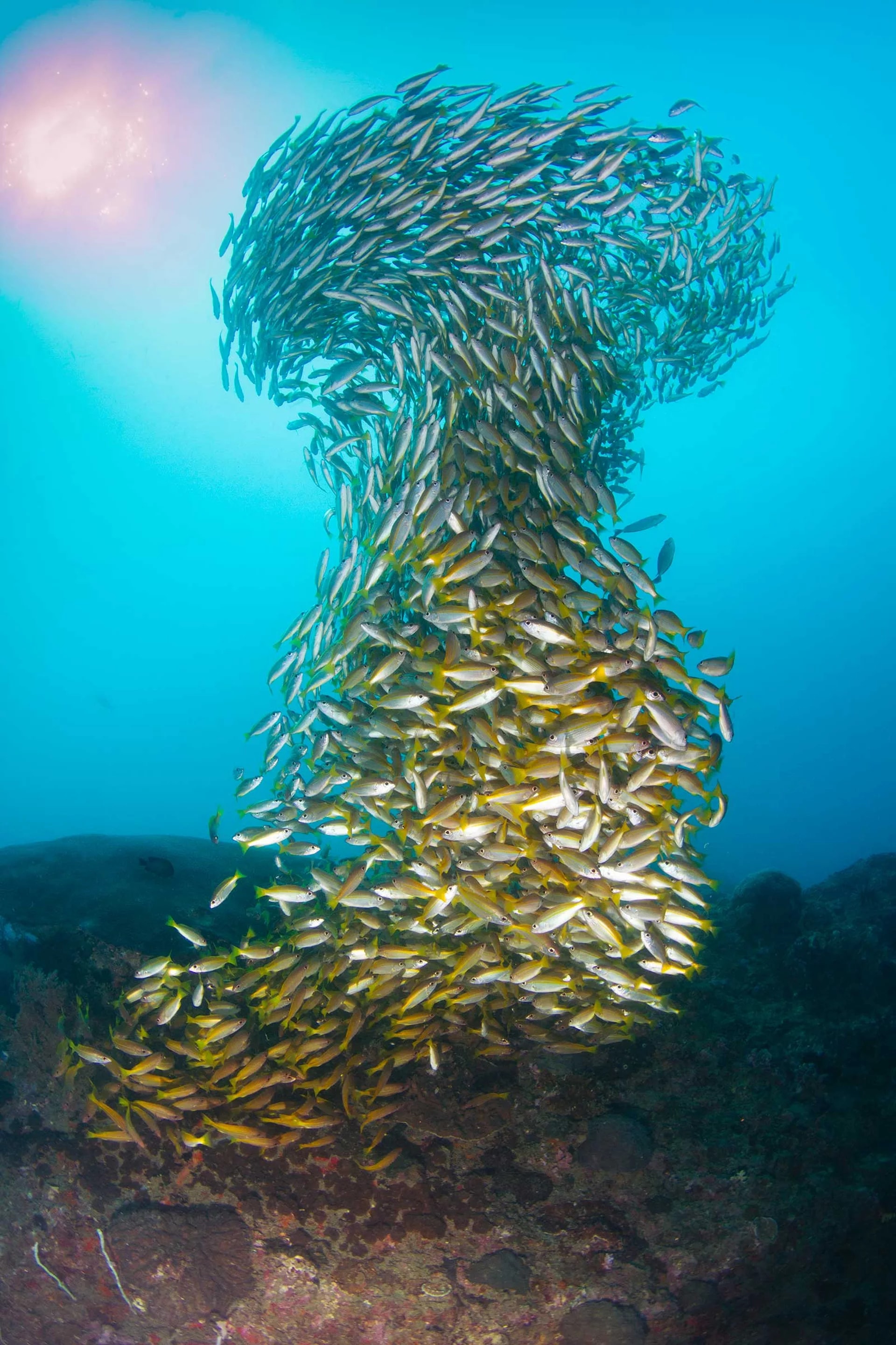 皮皮島4次潛水體驗（PADI 五星教練發展中心）