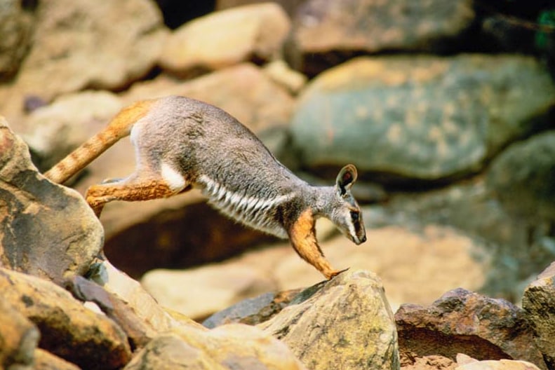 Wallabies, Rocks and Copper Guided 4WD Tour in Rawnsley Park