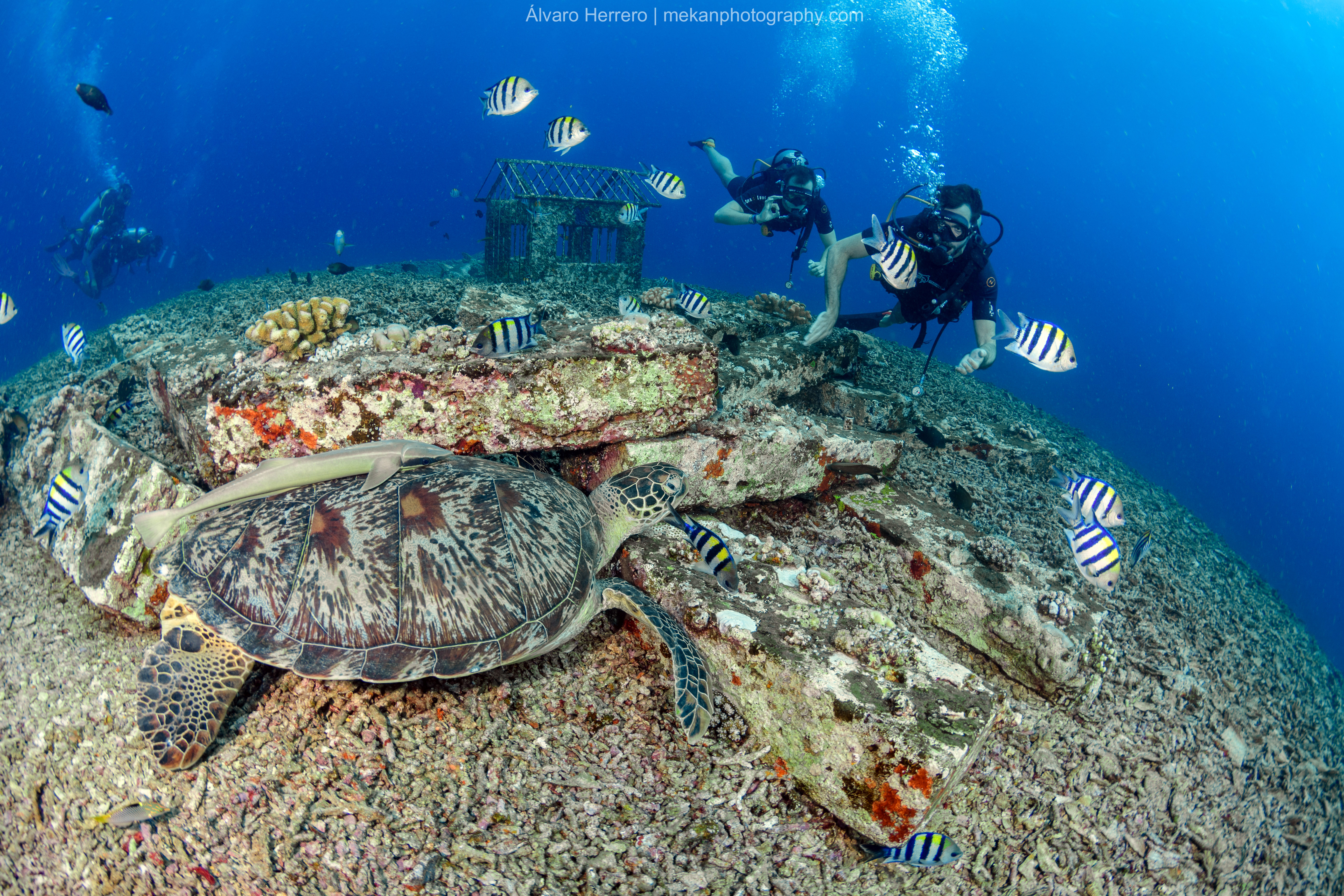 PADIオープンウォーターダイバーコース（ギリトラワンガン / PADI 5 Star Dive Center提供）