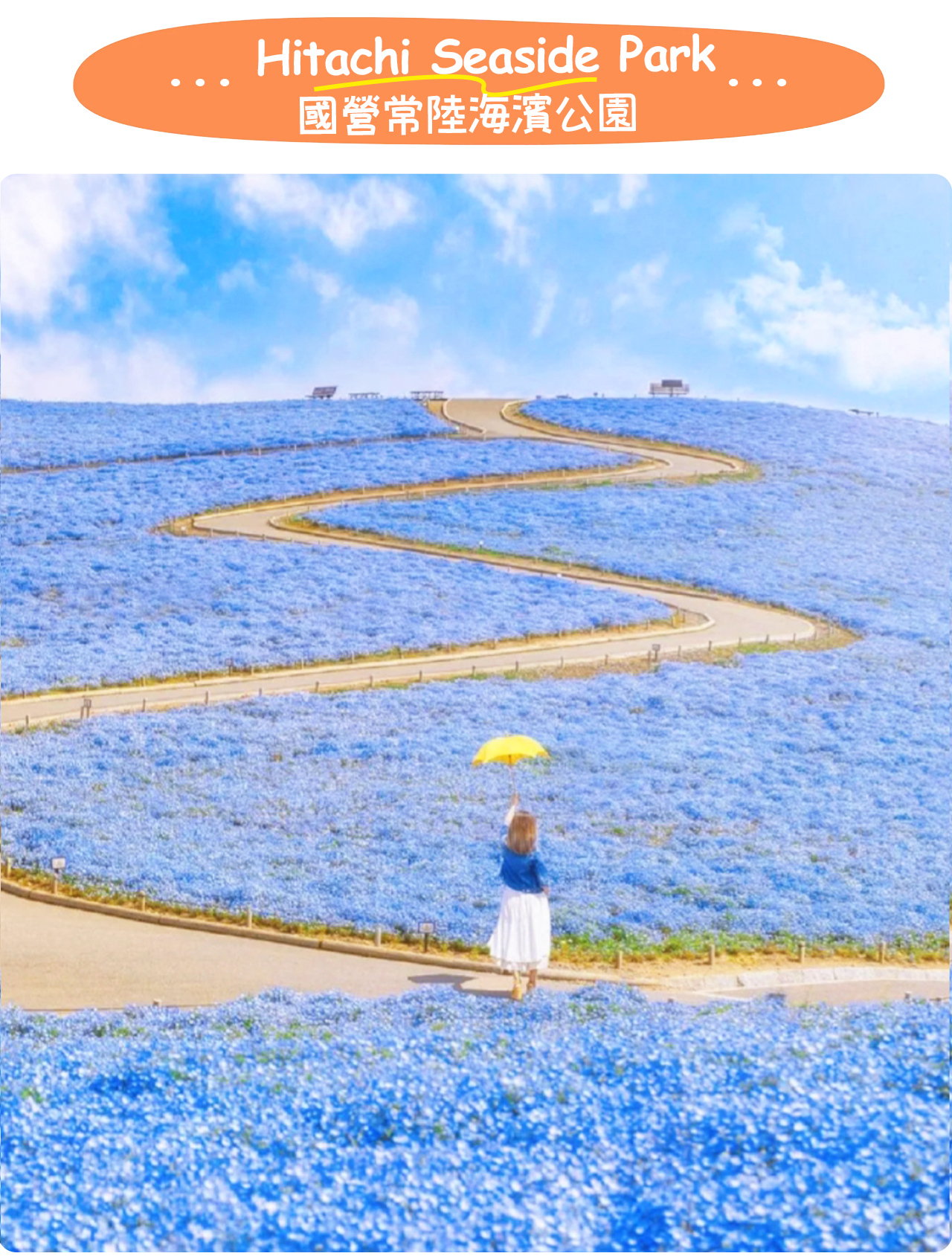 國營常陸海濱公園以春季絢爛花景最為迷人,每年4~5月整片山丘都會被超過450萬株粉蝶花染成浪漫的藍色海洋。 國營常陸海濱公園以春季絢爛花景最為迷人,每年4~5月整片山丘都會被超過450萬株粉蝶花染成浪漫的藍色海洋。