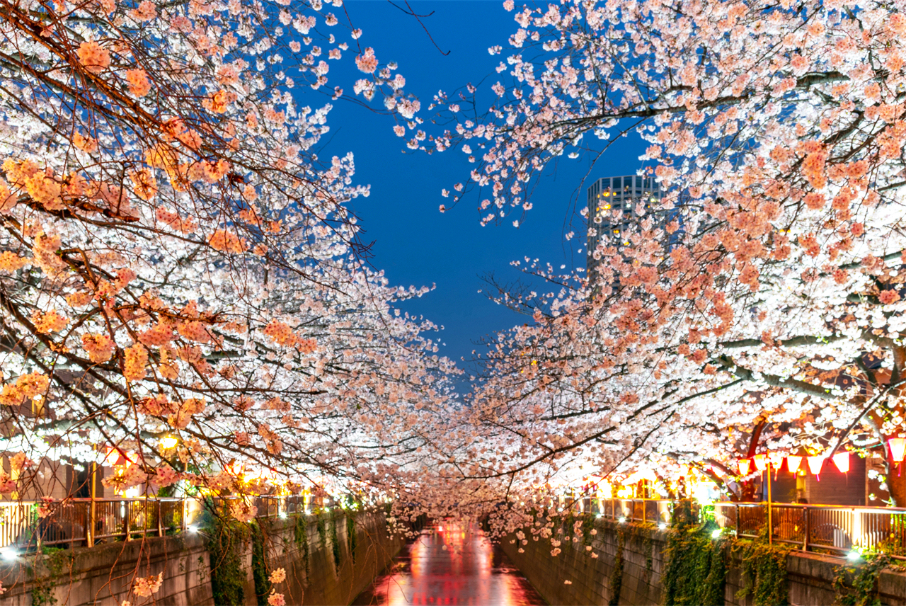櫻花季限定-夜櫻流光・東京賞櫻探秘之旅｜新宿/上野出發